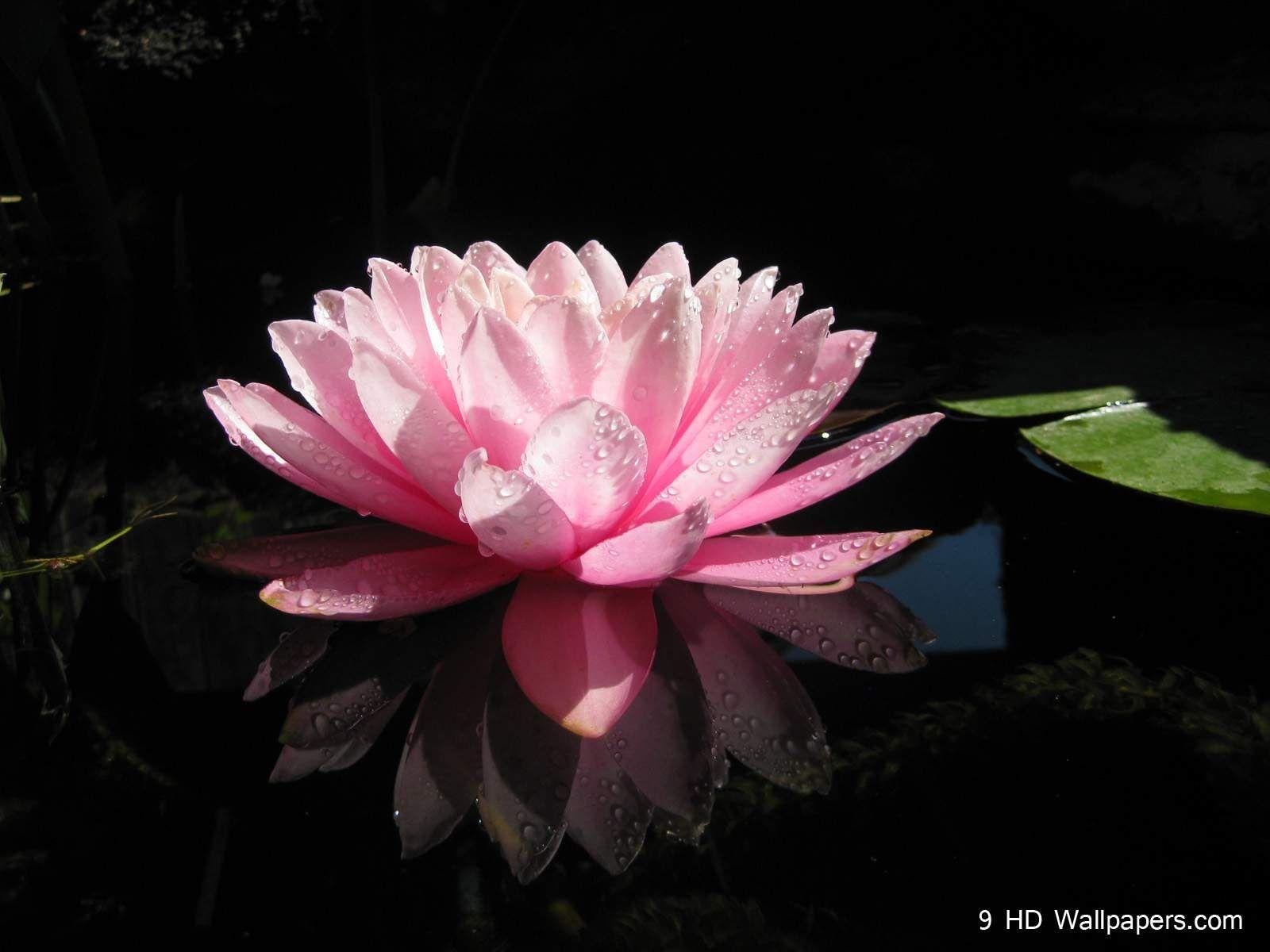 1600x1200 Black Lotus Flower Wallpaper Widescreen. Natures Wallpaper, Desktop