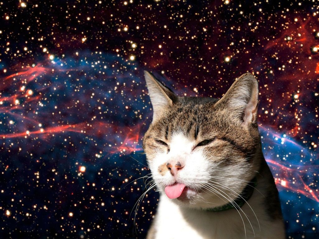 1030x770 Fat Cats in Space Wallpaper, Desktop