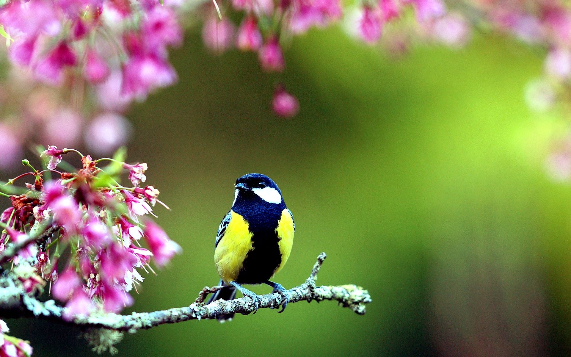 1920x1200 Spring Birds Wallpaper, Desktop