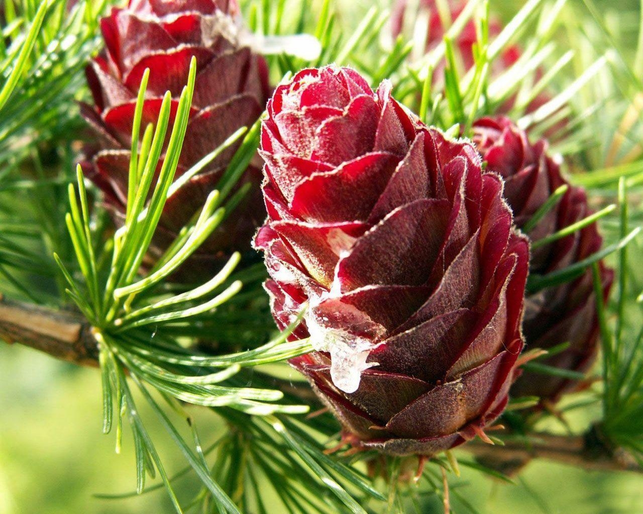 1280x1030 Desktop background // Animal Life // Nature // Pinecone, Desktop