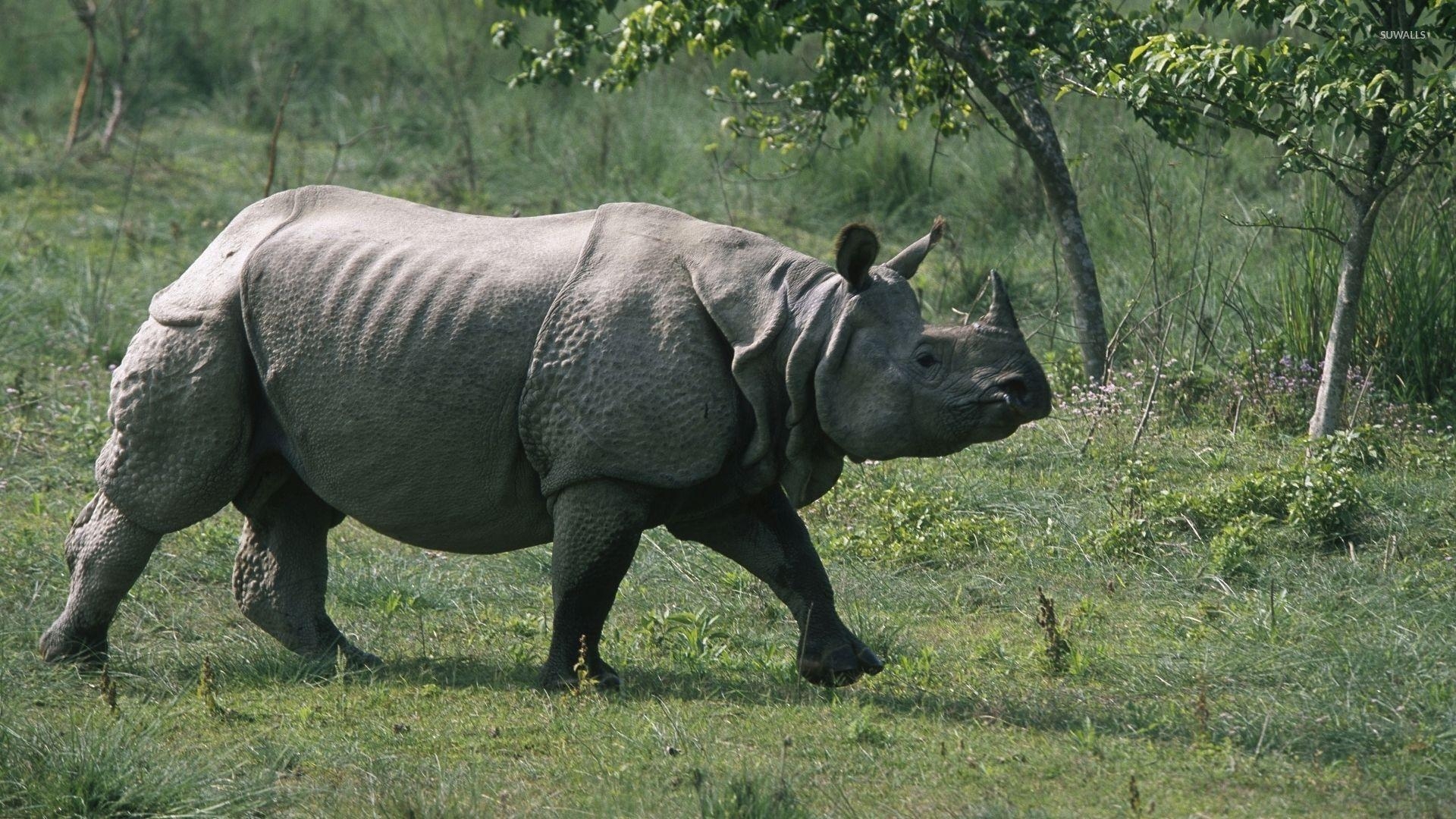 1920x1080 Rhinoceros wallpaper wallpaper, Desktop