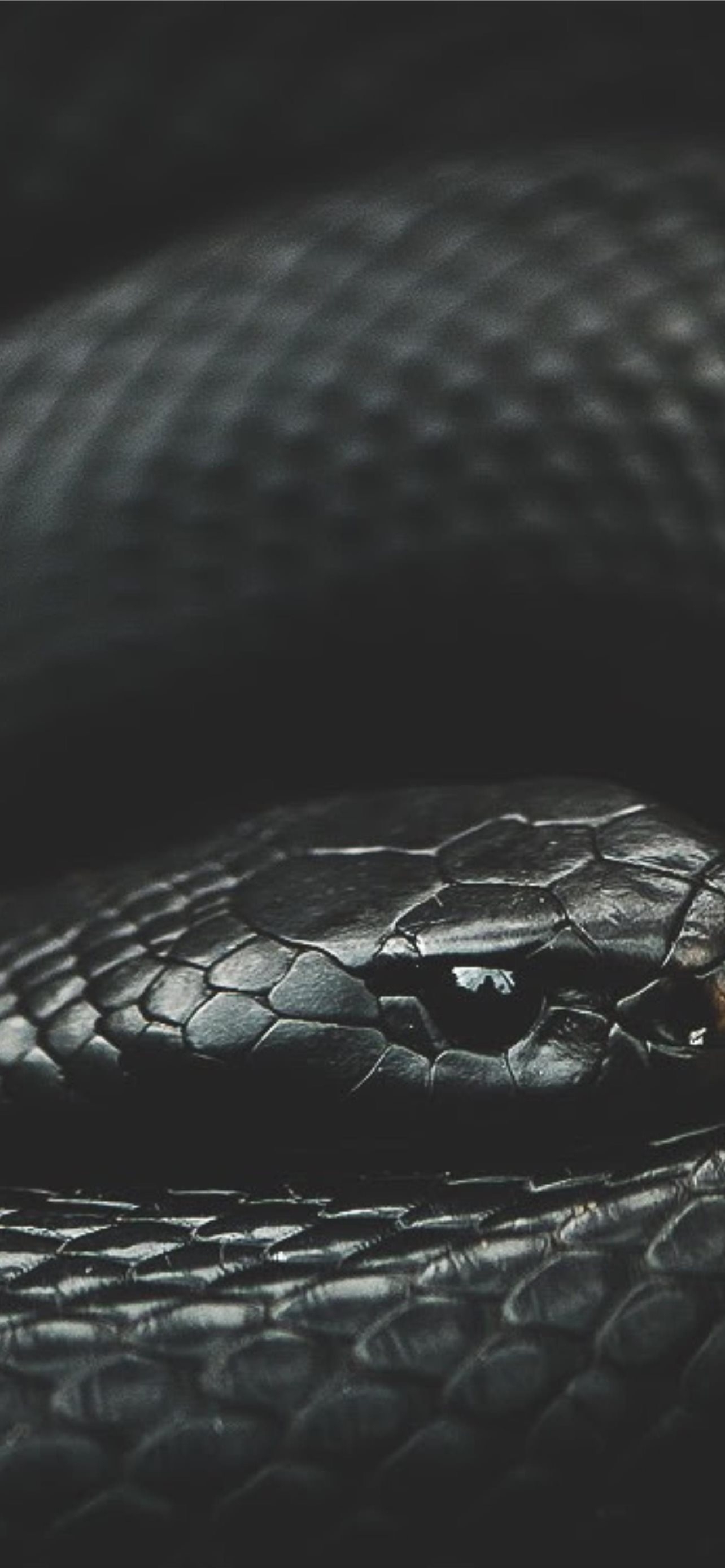 1290x2780 Best Snake iPhone HD Wallpaper, Phone