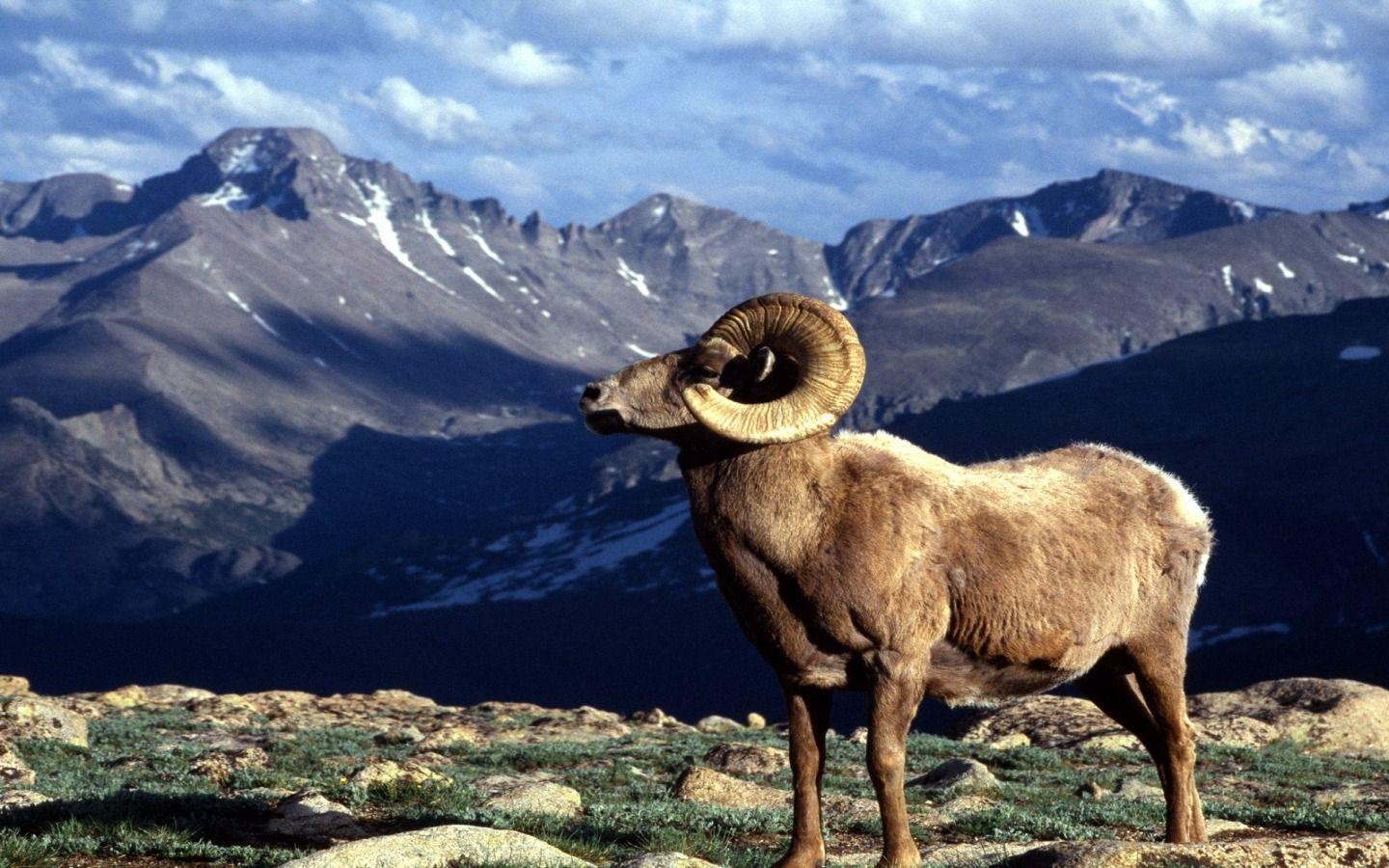 1440x900 Big Horn Ram Colorado Wallpaper Colorado World Wallpaper in jpg, Desktop