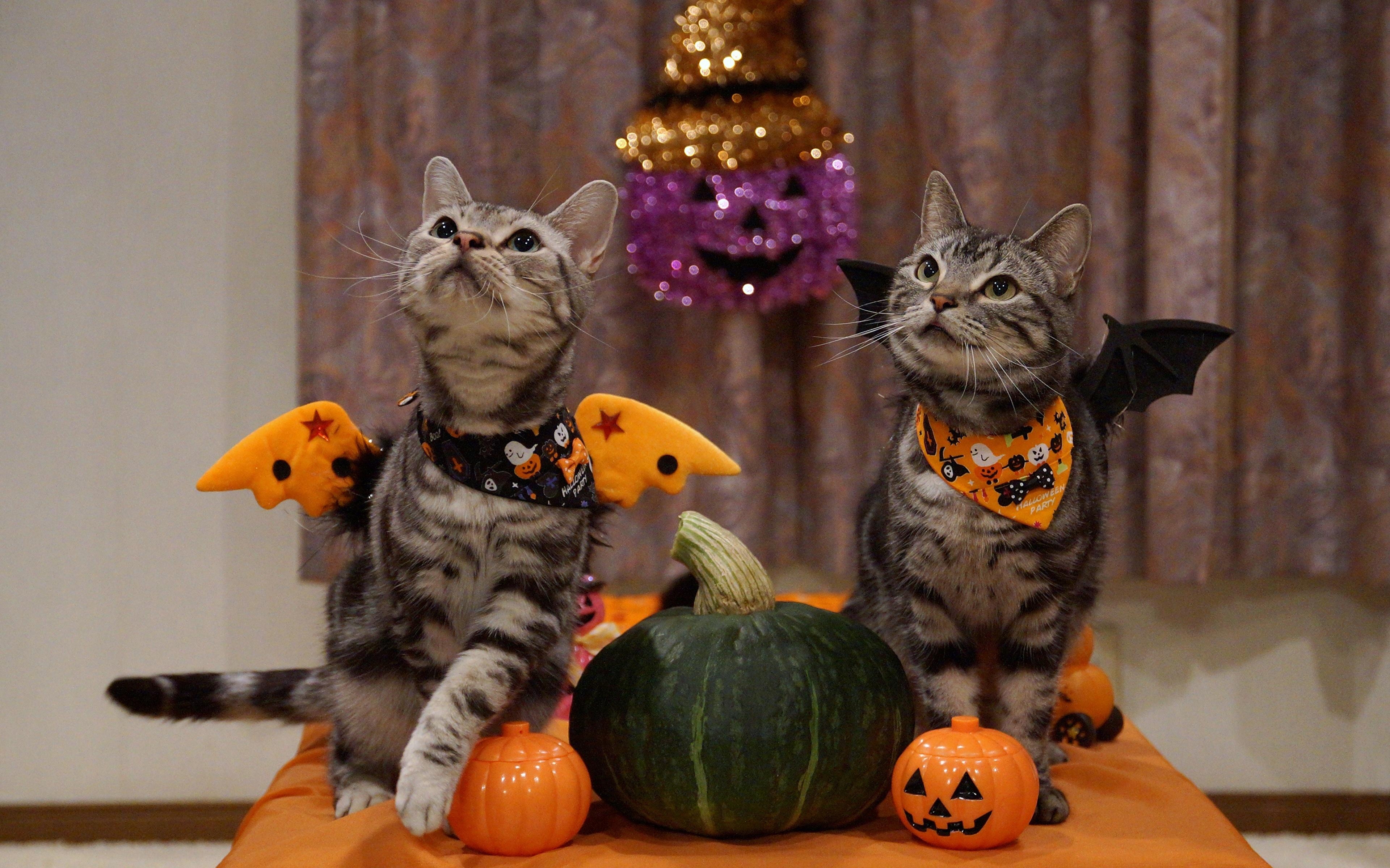 3840x2400 Wallpaper Cats Two Pumpkin Halloween animal, Desktop