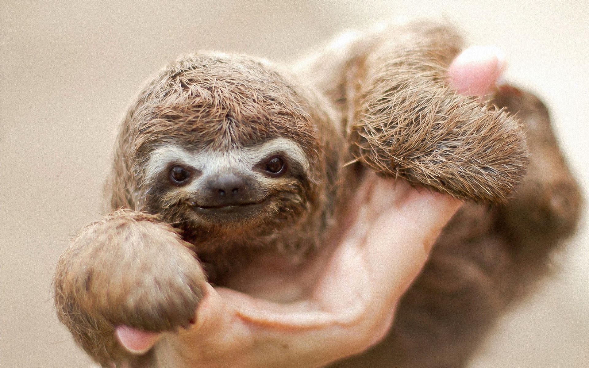 1920x1200 Sloth Wallpaper, Desktop