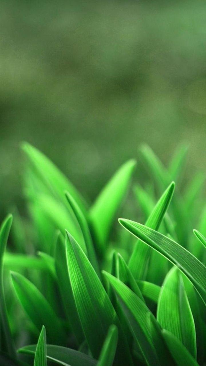 720x1280 Green Moto G Wallpaper HD Moto Wallpaper, Motorola Wallpaper, Phone