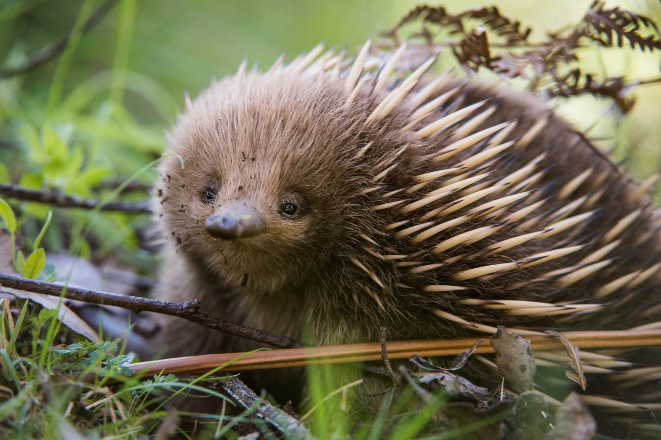 1350x900 Echidna Facts And Animal Photo, image, Desktop