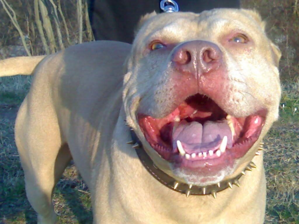 1030x770 image For > Red Nose Pitbull Female, Desktop