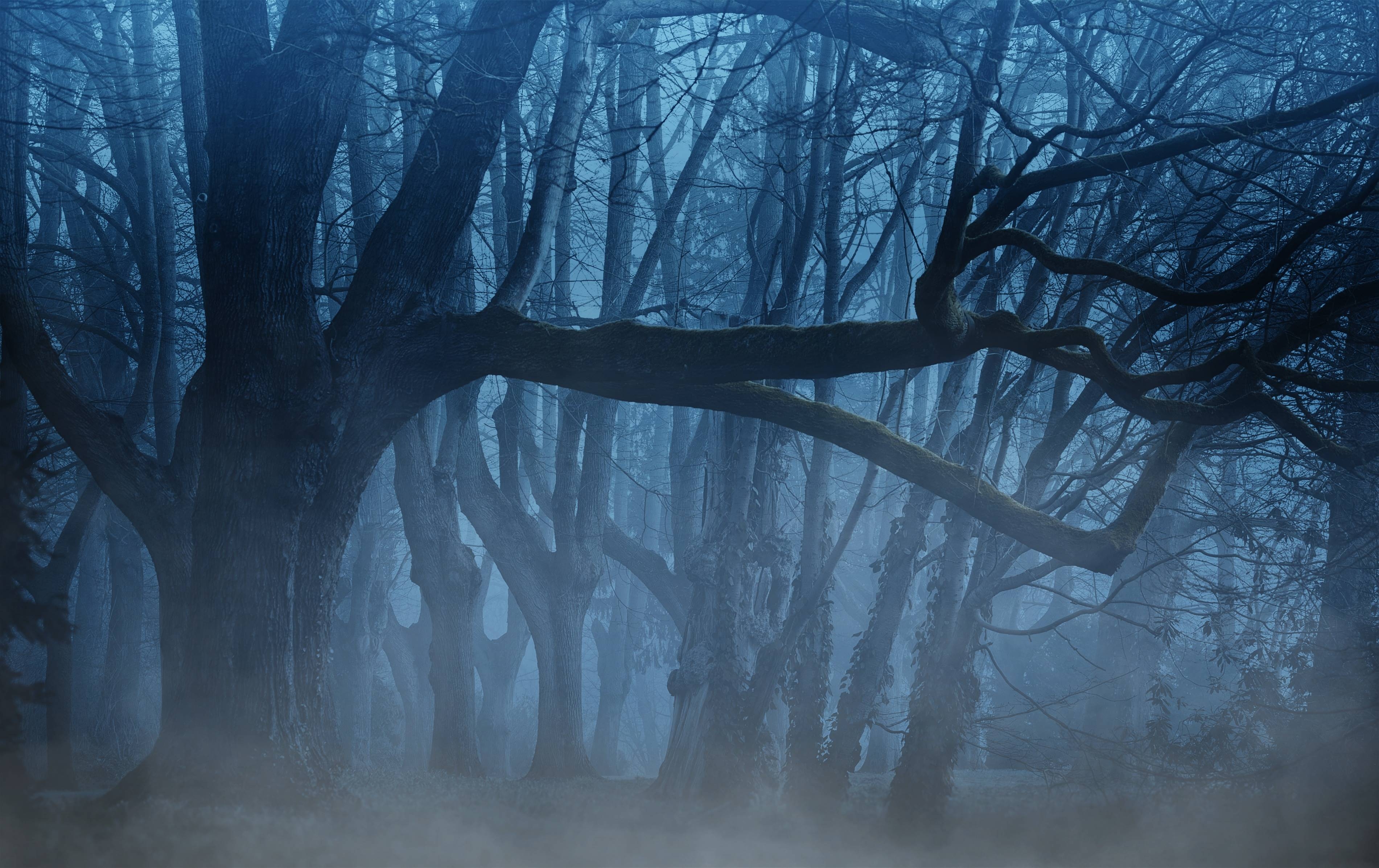 3810x2400 #fog, #background, #trees, #aesthetic, #forest, #weird, Desktop