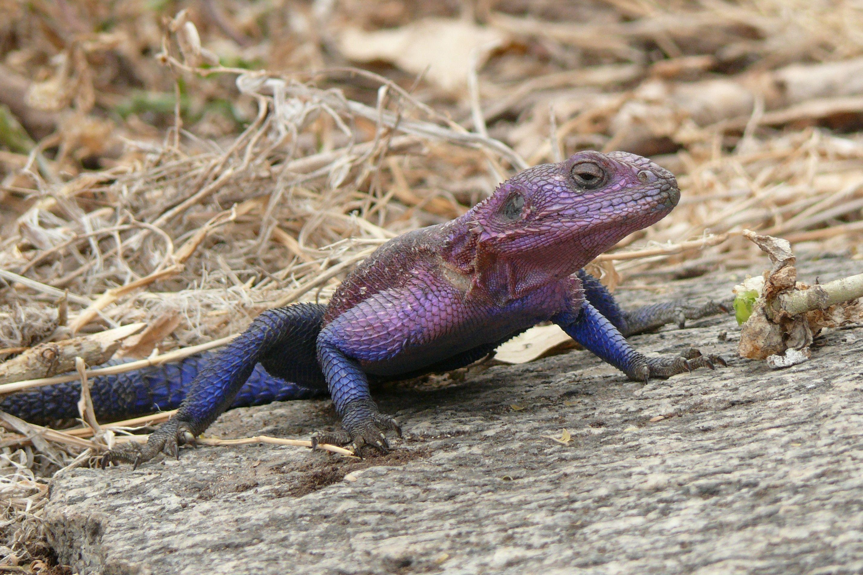 2860x1910 Agama Wallpaper Background, Desktop