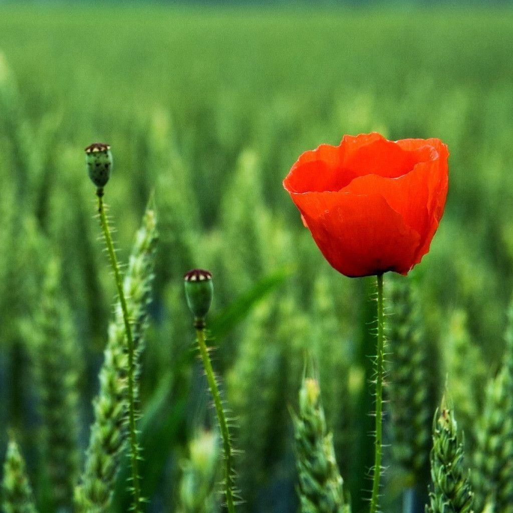 1030x1030 Red Poppy Flower Free iPad HD Wallpaper, Phone