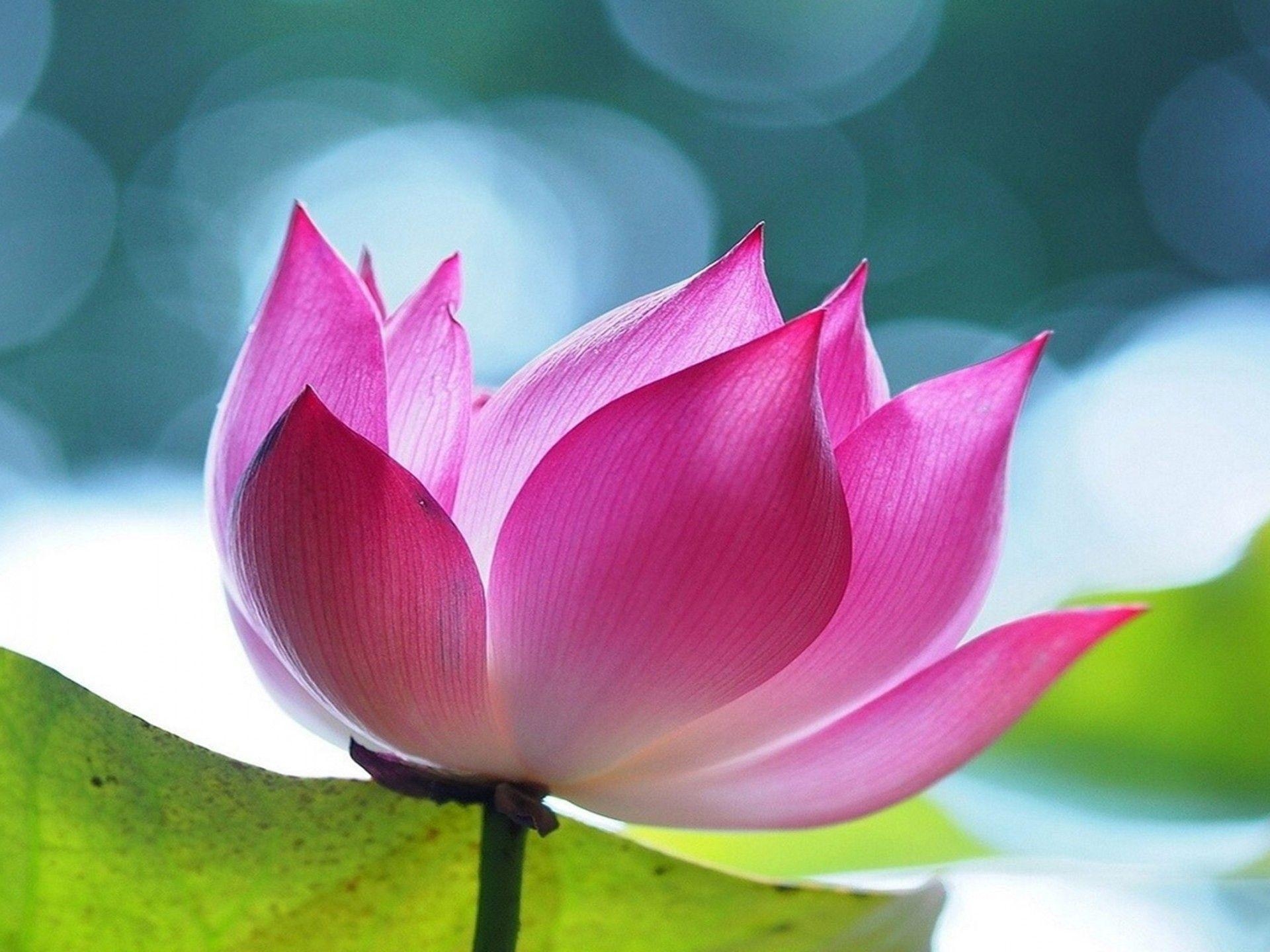 1920x1440 Pink Lotus Flowers HD Wallpaper 4a, Wallpaper13.com, Desktop