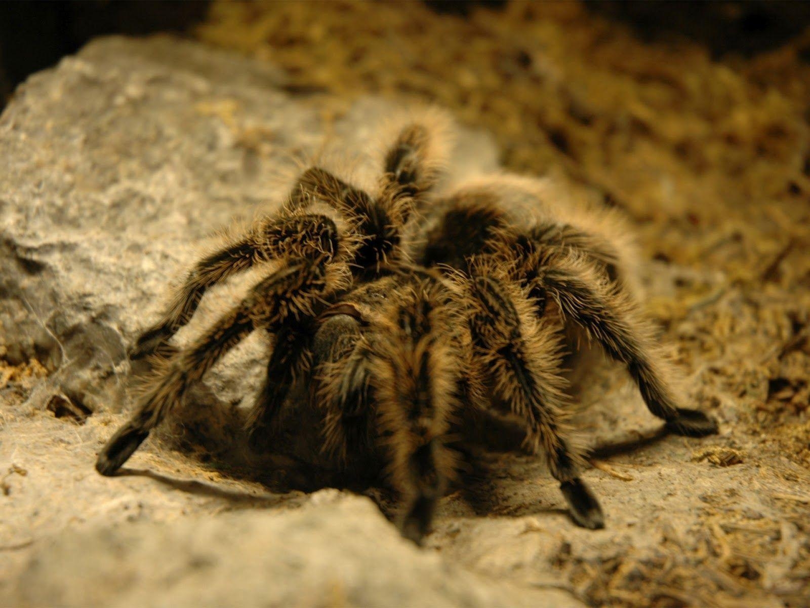 1600x1200 Tarantula Wallpaper, Desktop