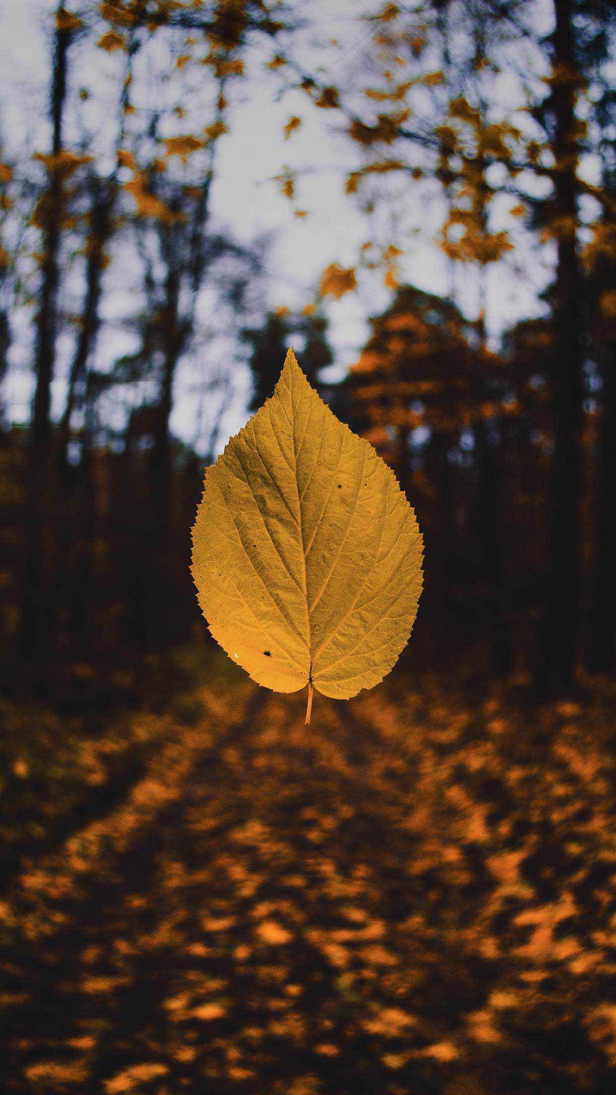 1250x2210 Beautiful iPhone 13 Wallpaper Featuring Leaves And Plants (Ep. 5), Phone