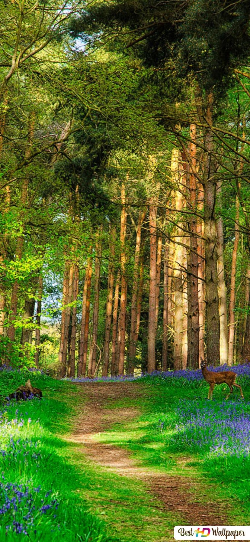 830x1800 Deer in Spring Forest HD wallpaper download, Phone