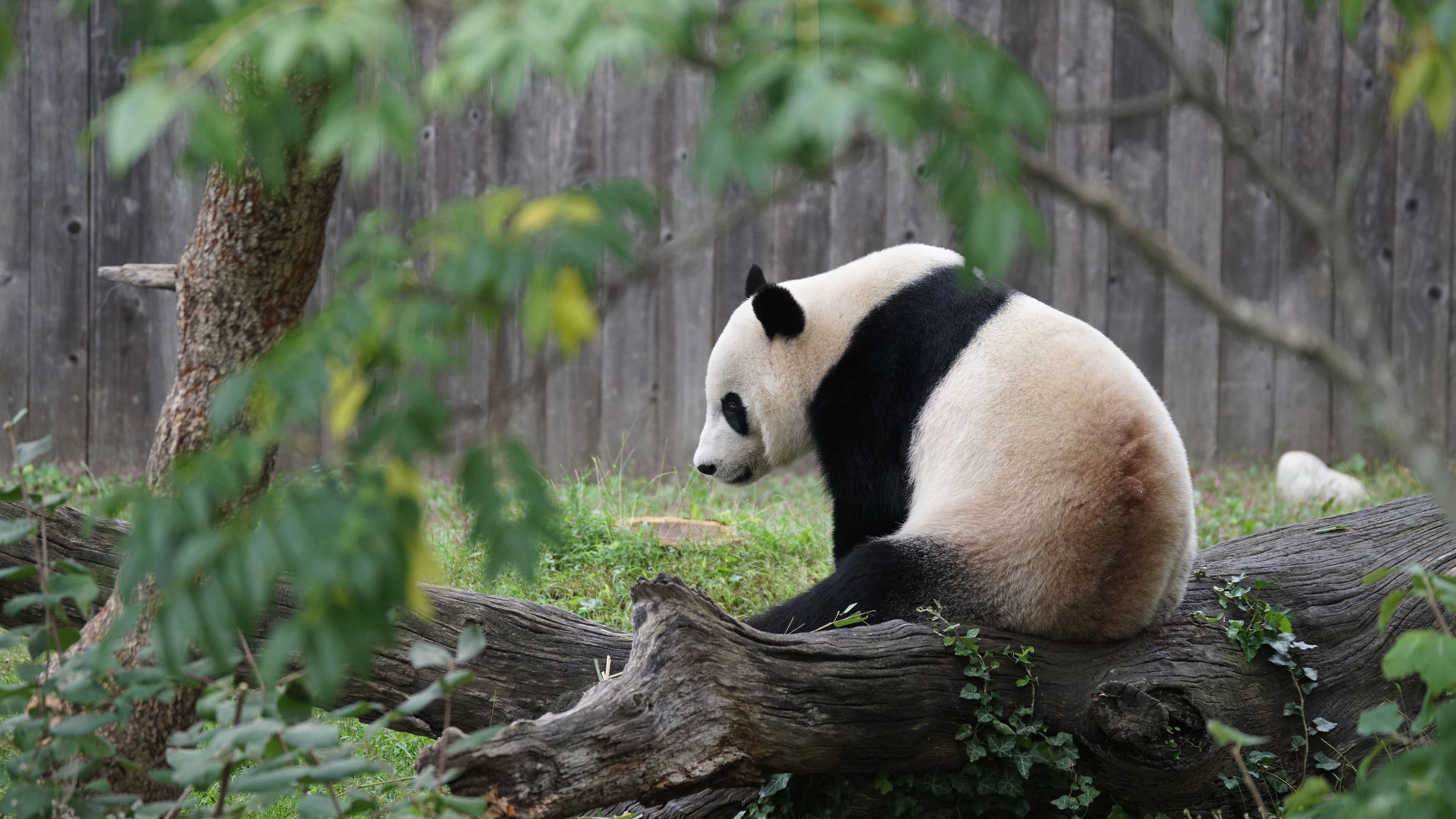 3840x2160 Panda HD Wallpaper & Background, Desktop