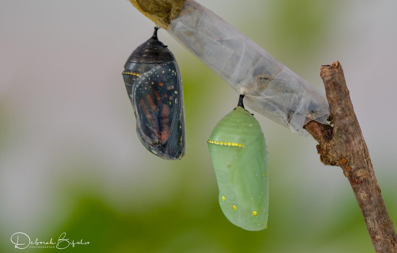 1340x850 Wallpaper butterfly, sprig, cocoons image for desktop, Desktop