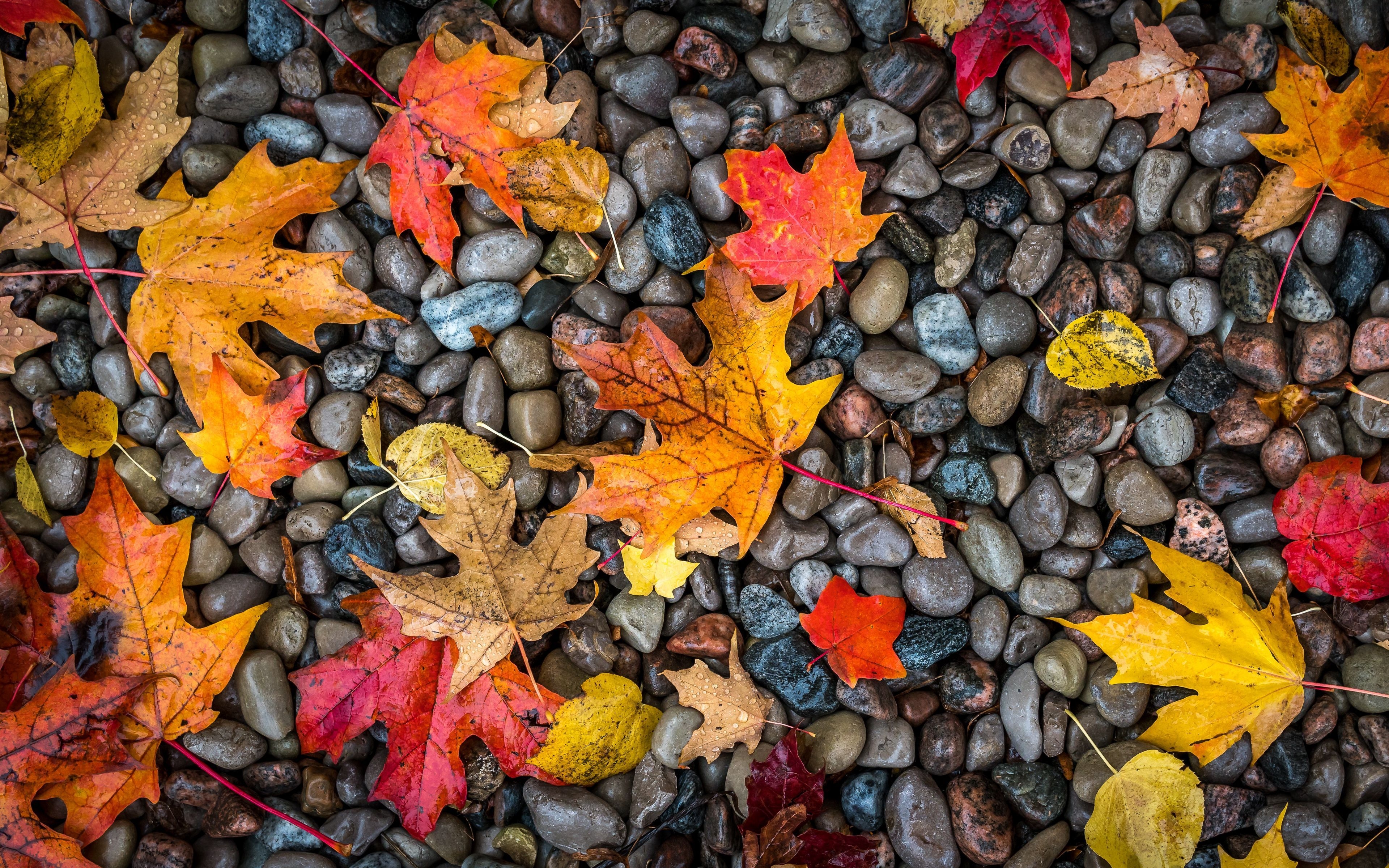 3840x2400 Download wallpaper  leaves, stones, maple, wet, autumn 4k ultra HD 16:10 HD background, Desktop