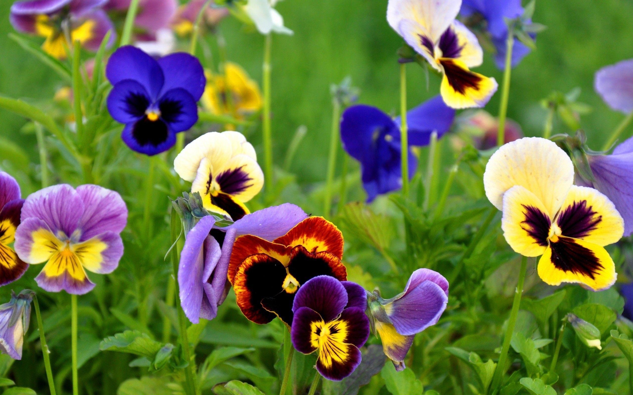 2560x1600 Pansy flowers wallpaper and image, picture, photo, Desktop