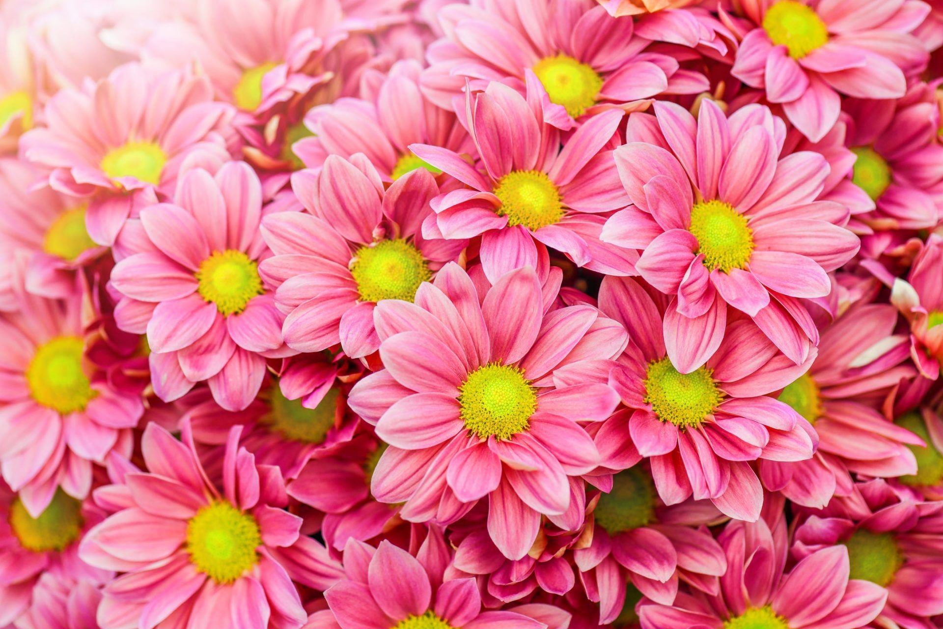 1920x1280 My Daisy Flowers HD Wallpaper New Tab, Desktop