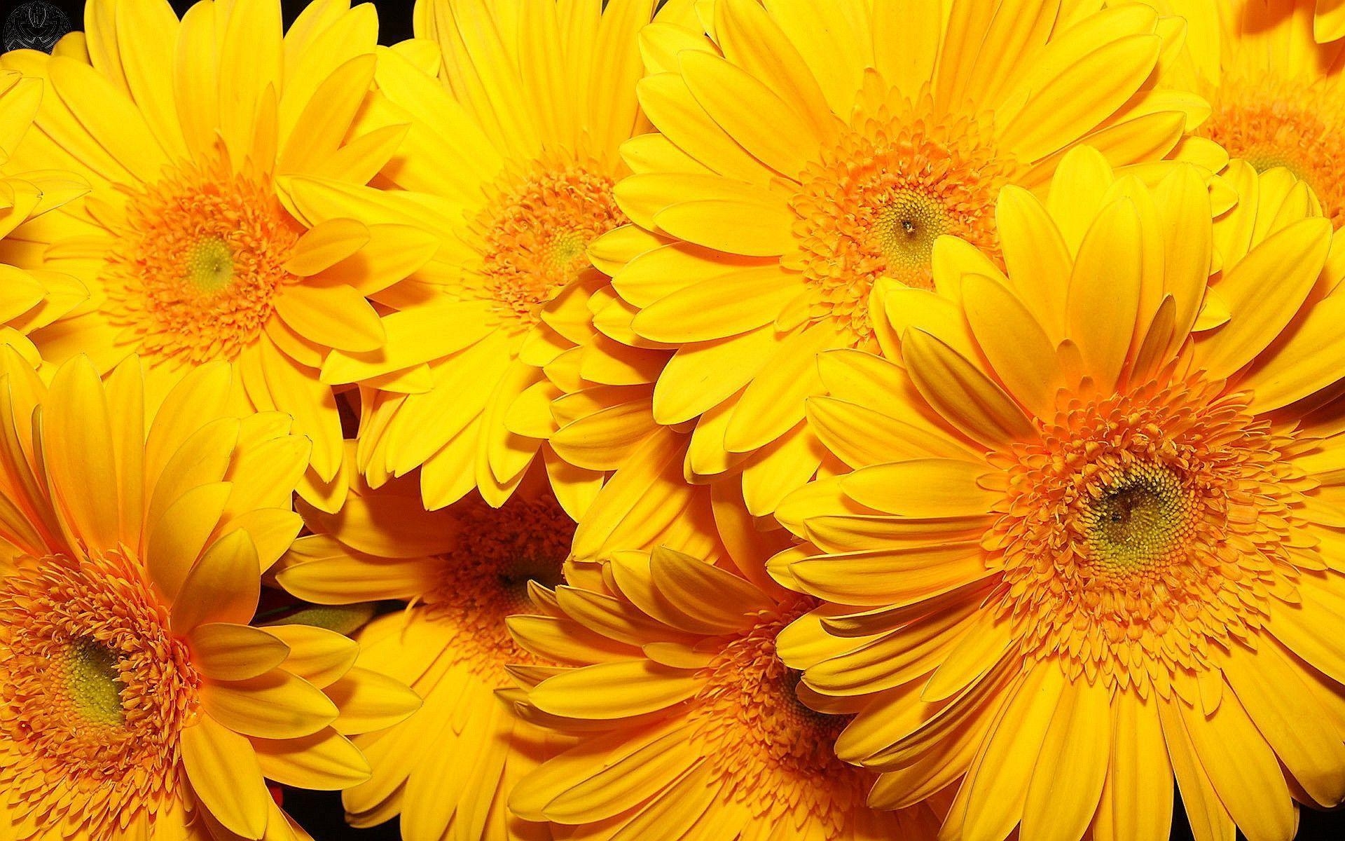 1920x1200 Yellow Flowers Wallpaper Full HD, Desktop