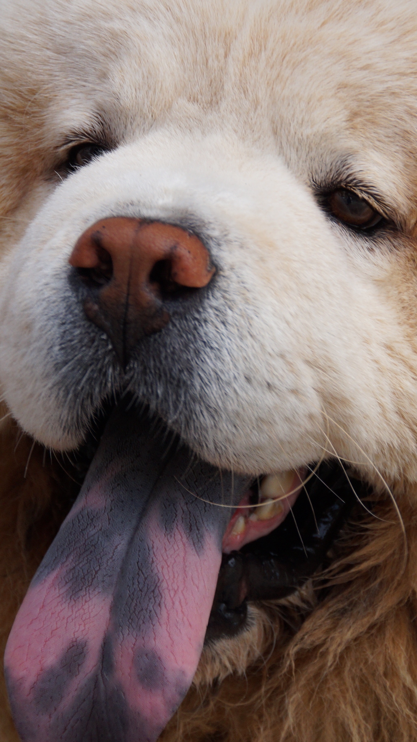 1440x2560 Download wallpaper  chow chow dog, muzzle, fluffy qhd, Phone