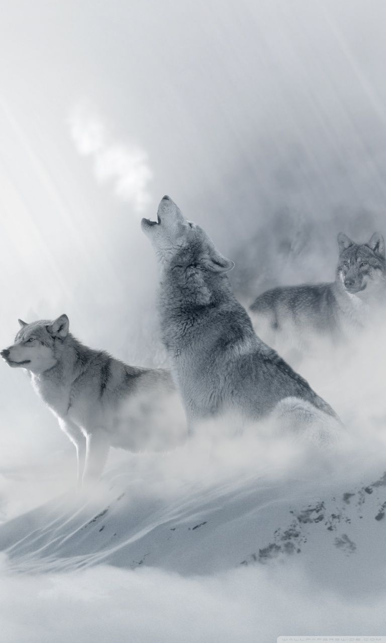 770x1280 Wolf Howling Ultra HD Desktop Background Wallpaper for 4K UHD TV, Widescreen & UltraWide Desktop & Laptop, Tablet, Phone