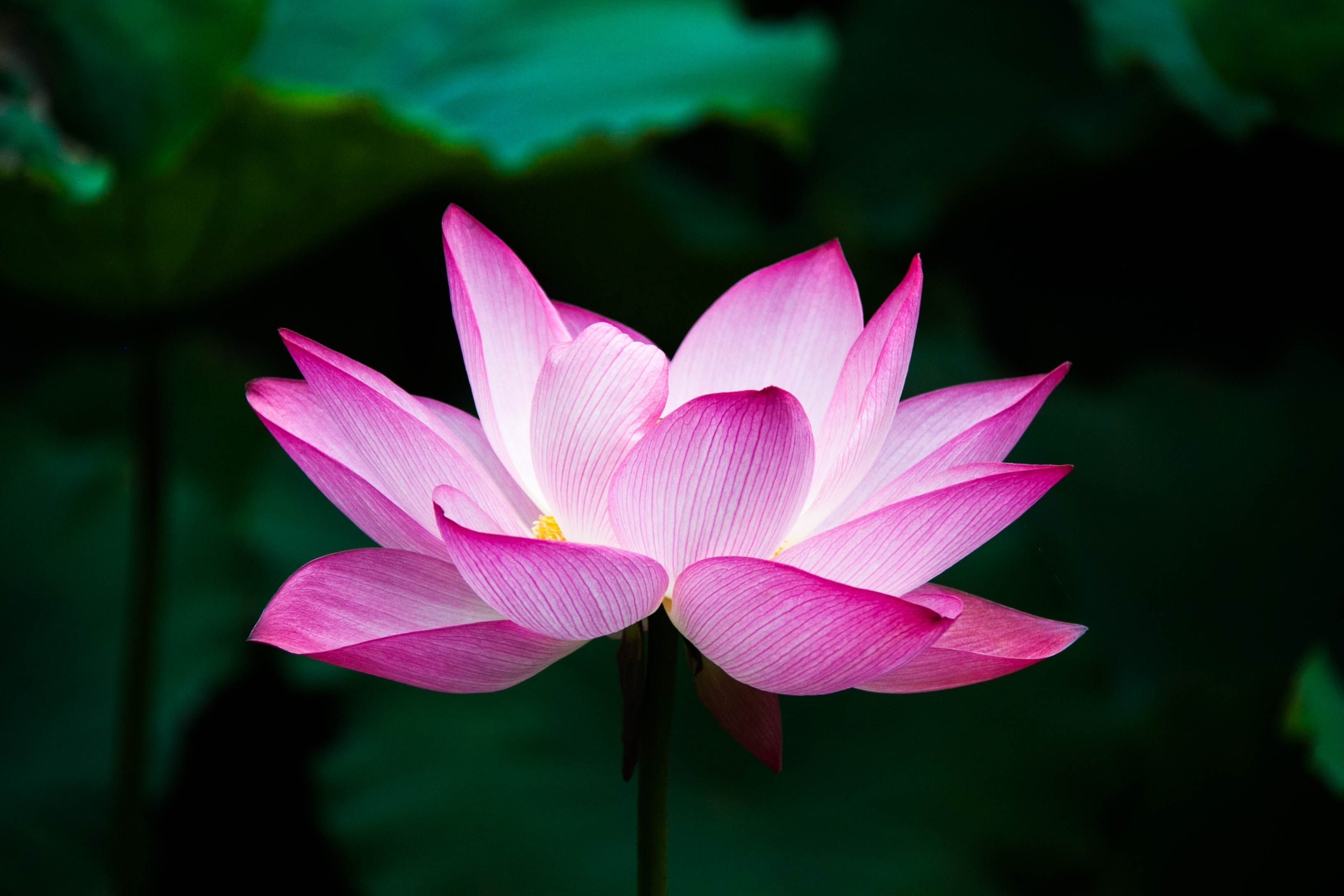 3270x2180 Lotus Flower 4k, HD Flowers, 4k Wallpaper, Image, Background, Photo and Picture, Desktop