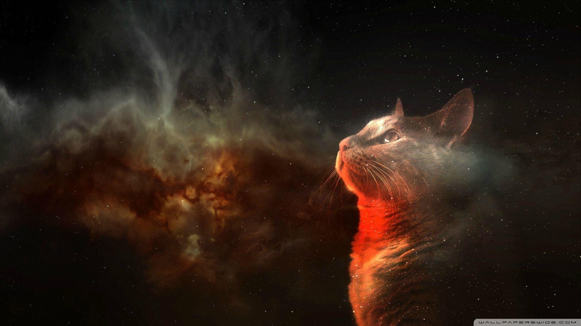 1920x1080 Cats in Space Wallpaper Free Cats in Space Background, Desktop