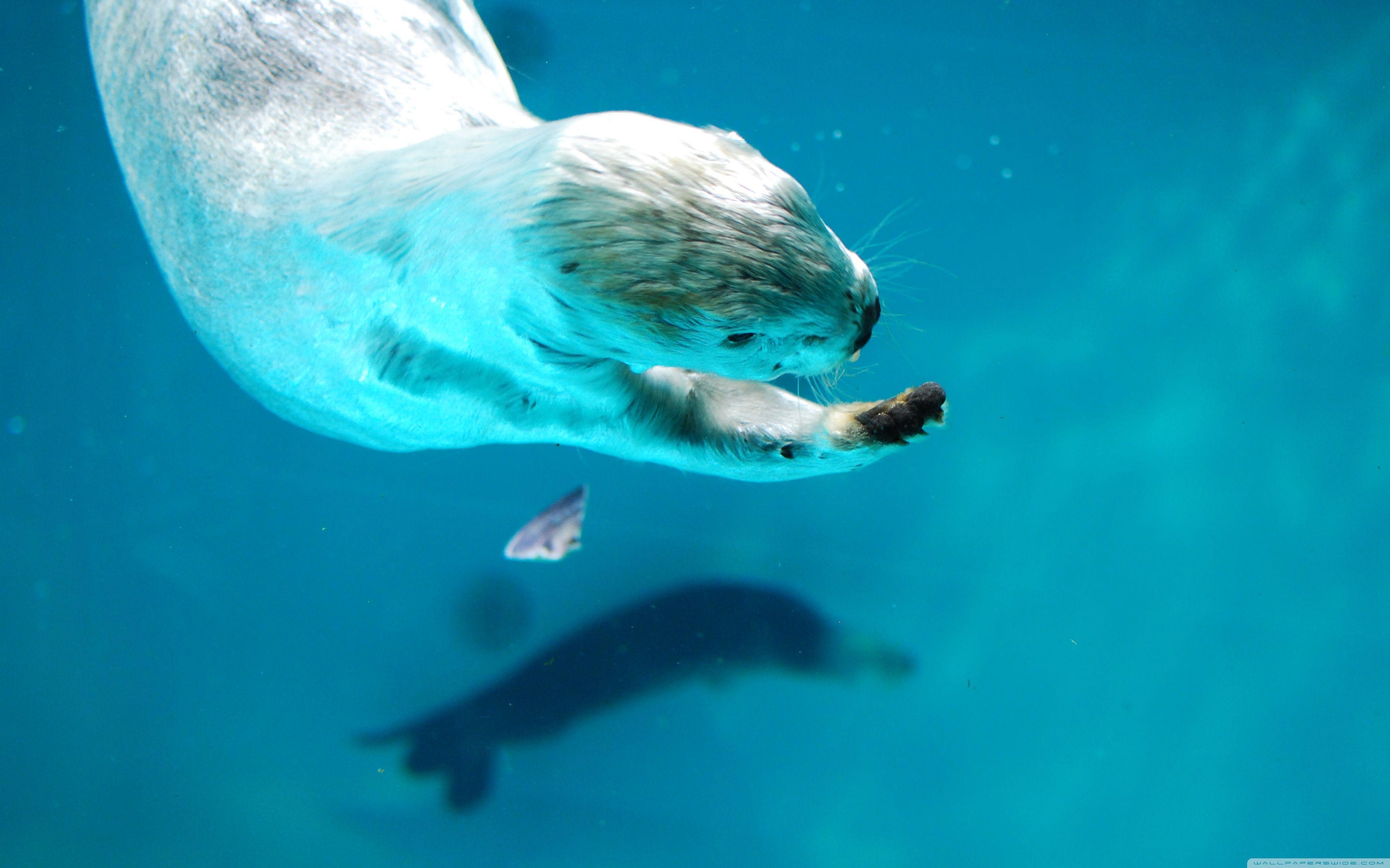 3840x2400 Sea Otter HD desktop wallpaper, High Definition, Fullscreen, Desktop