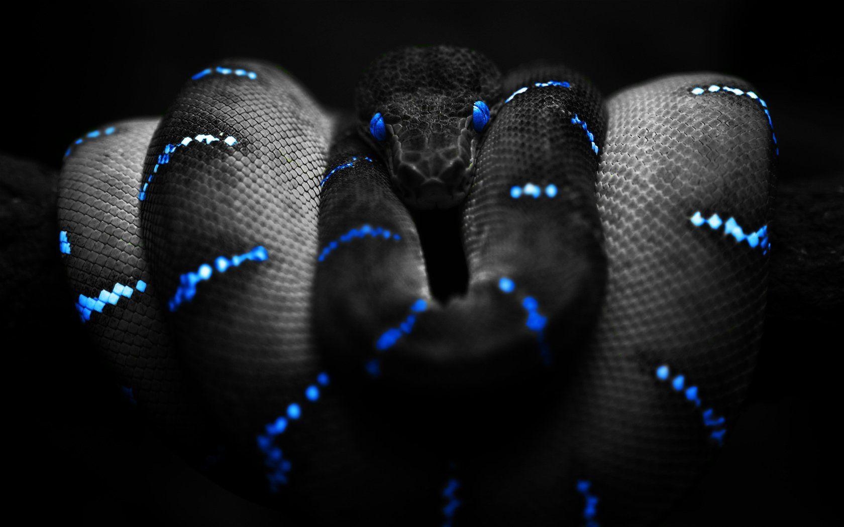 1680x1050 Snake HD Wallpaper and Background Image, Desktop