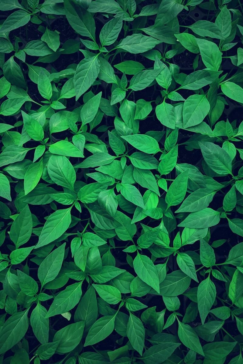 800x1200 Wallpaper Day. leaves, bright, green, plant, vegetation for HD, 4K Wallpaperday for Desktop, Mobile Phones free do. Green picture, Green nature, Green wallpaper, Phone