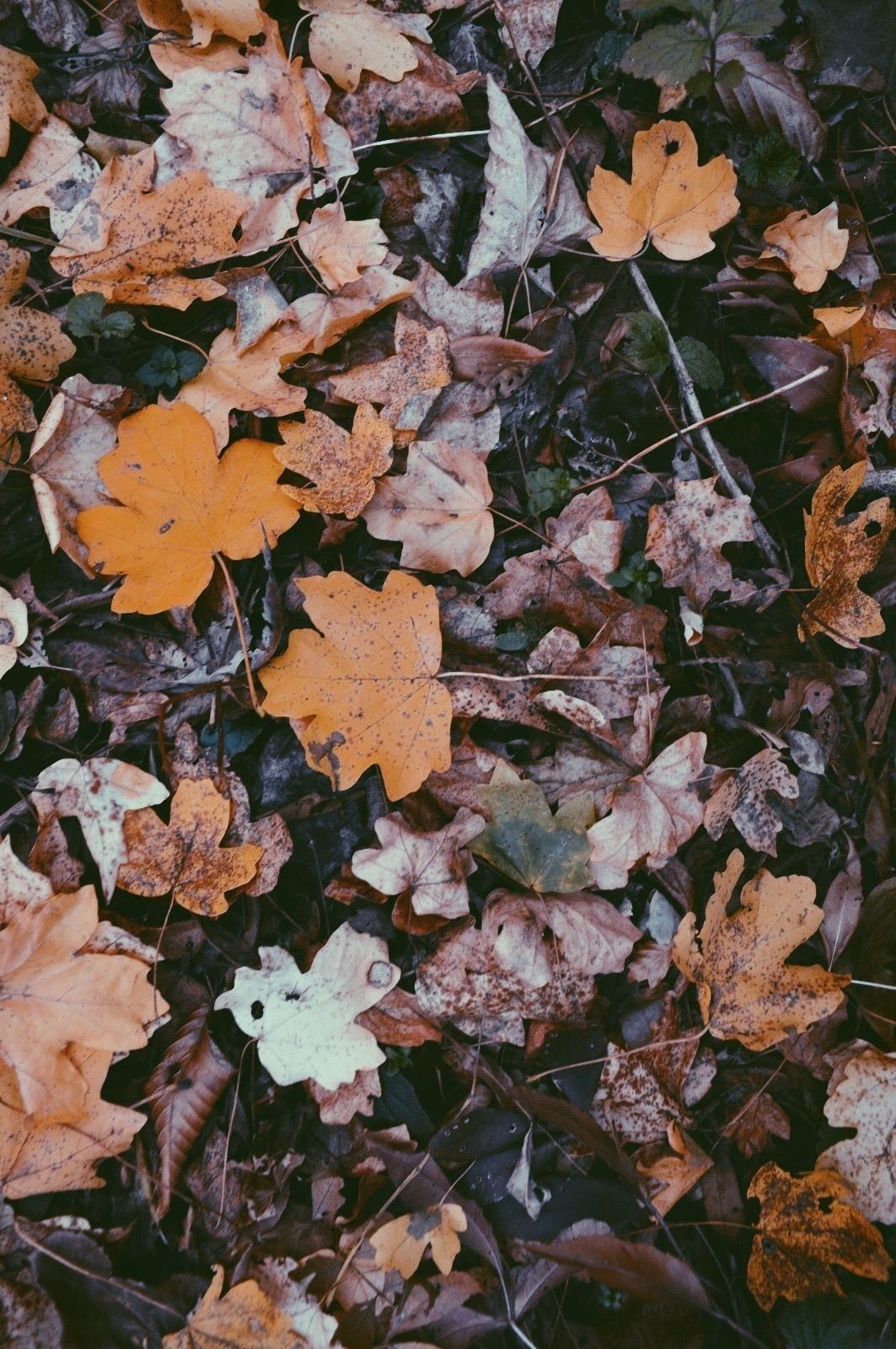 1070x1600 Fall Aesthetic Wallpaper, Phone