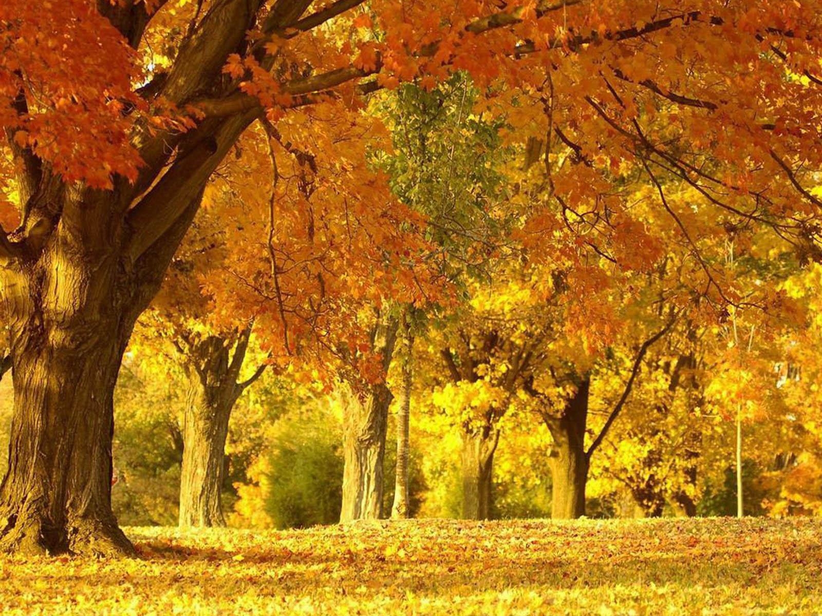 1600x1200 Free download wallpaper Beautiful Autumn Scenery Wallpaper, Desktop