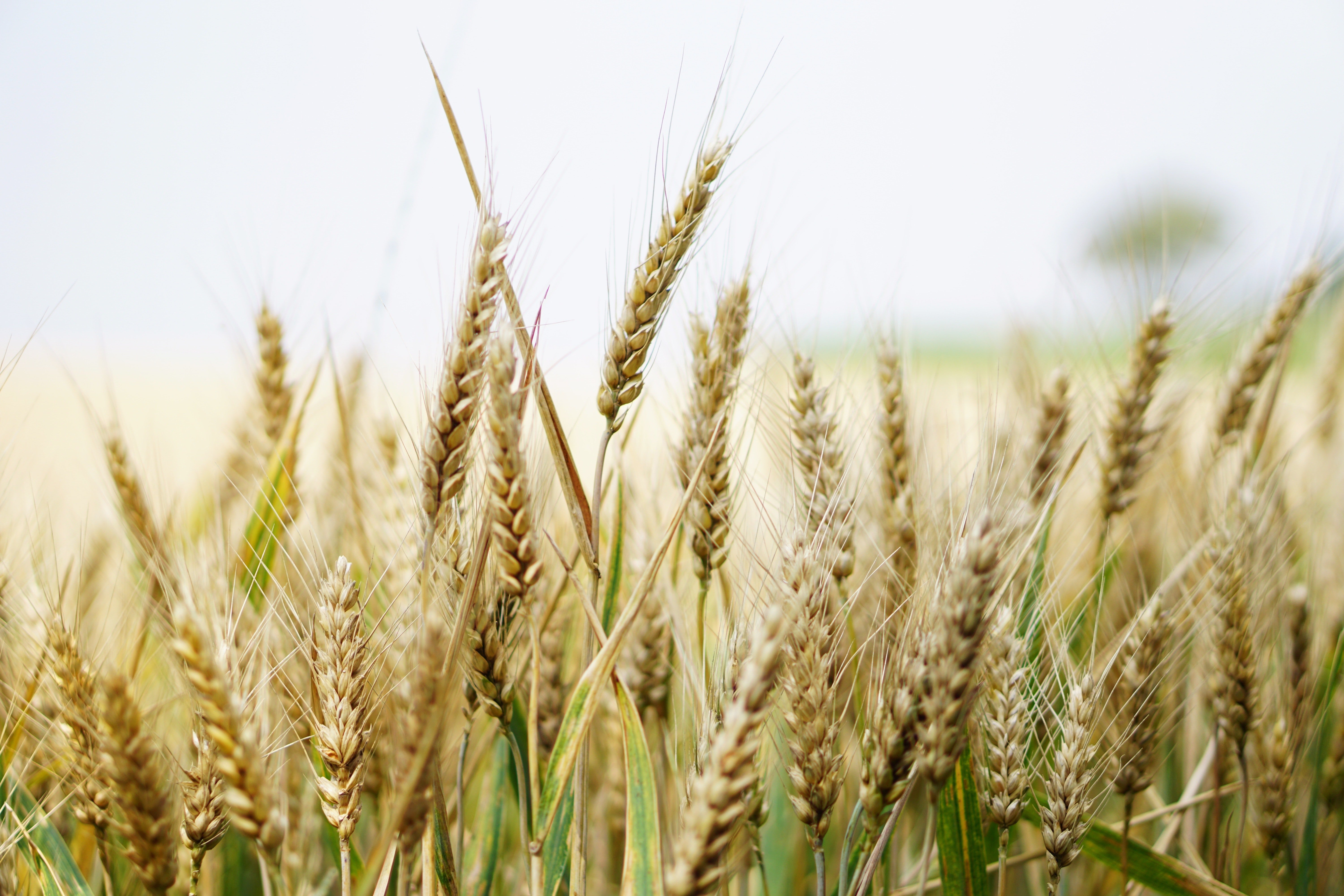 6000x4000 Wheat Field Photo, Download The BEST Free Wheat Field & HD Image, Desktop