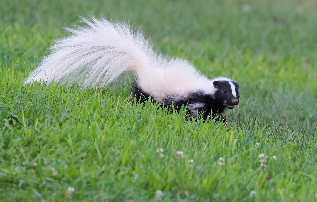 1340x850 Wallpaper grass, look, nature, pose, glade, meadow, tail, Desktop