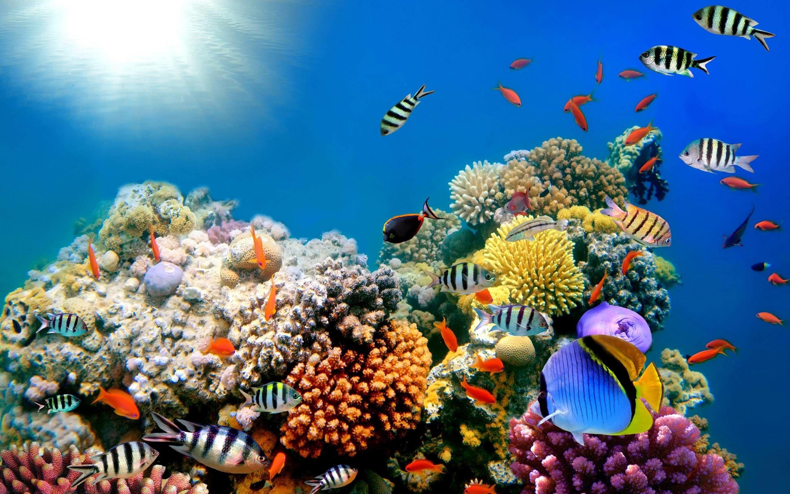 2560x1600 Coral Reef Wallpaper, Desktop