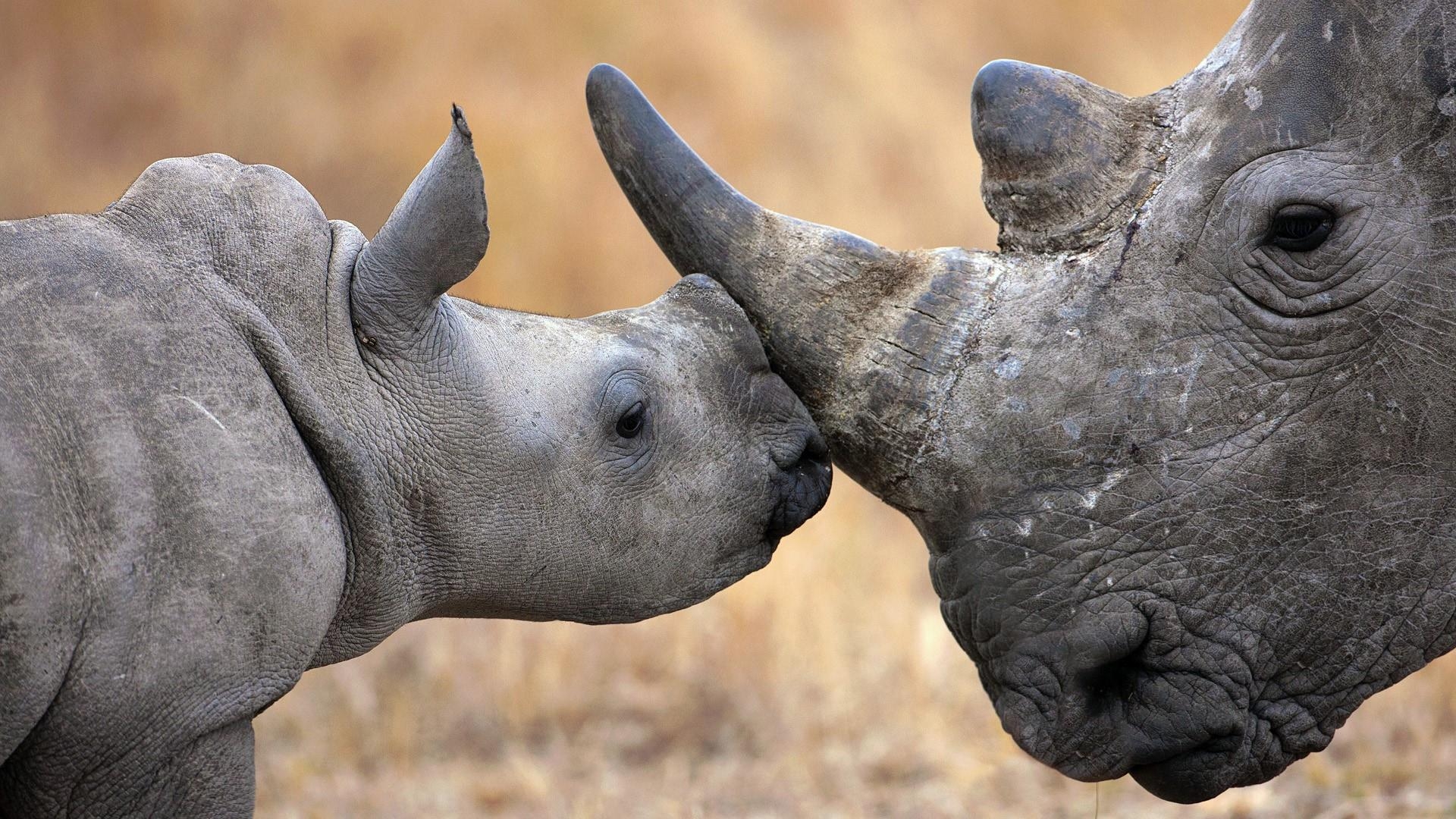 1920x1080 Rhinoceros Baby Wallpaper. Wallpaper Studio 10, Desktop