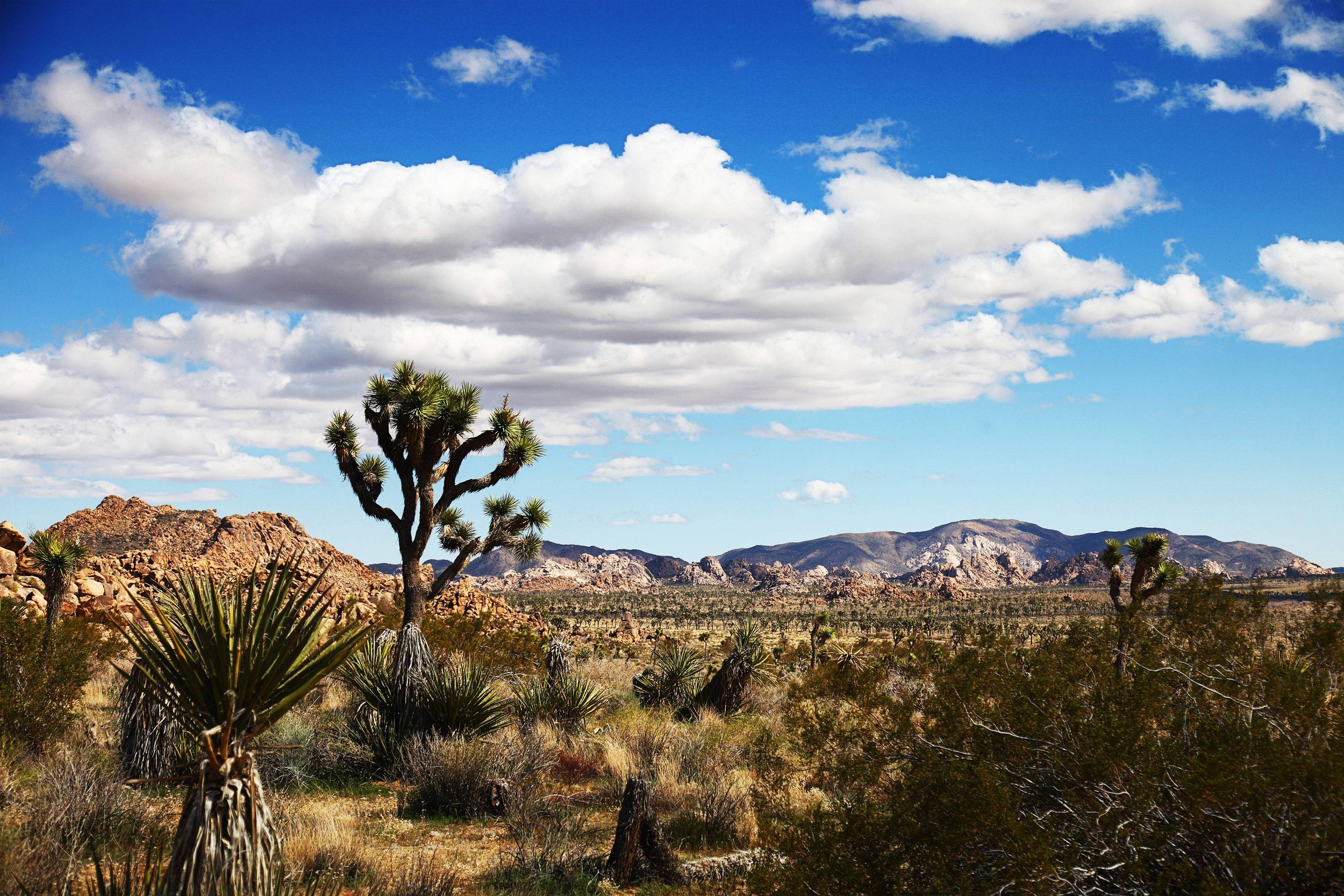 3000x2000 Joshua Tree National Park Winter, Desktop