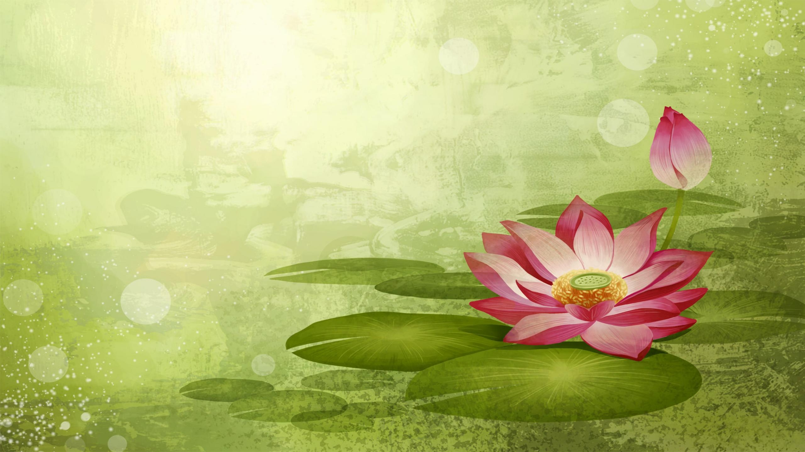 2560x1440 Lotus Flower Wallpaper, Picture, Image, Desktop