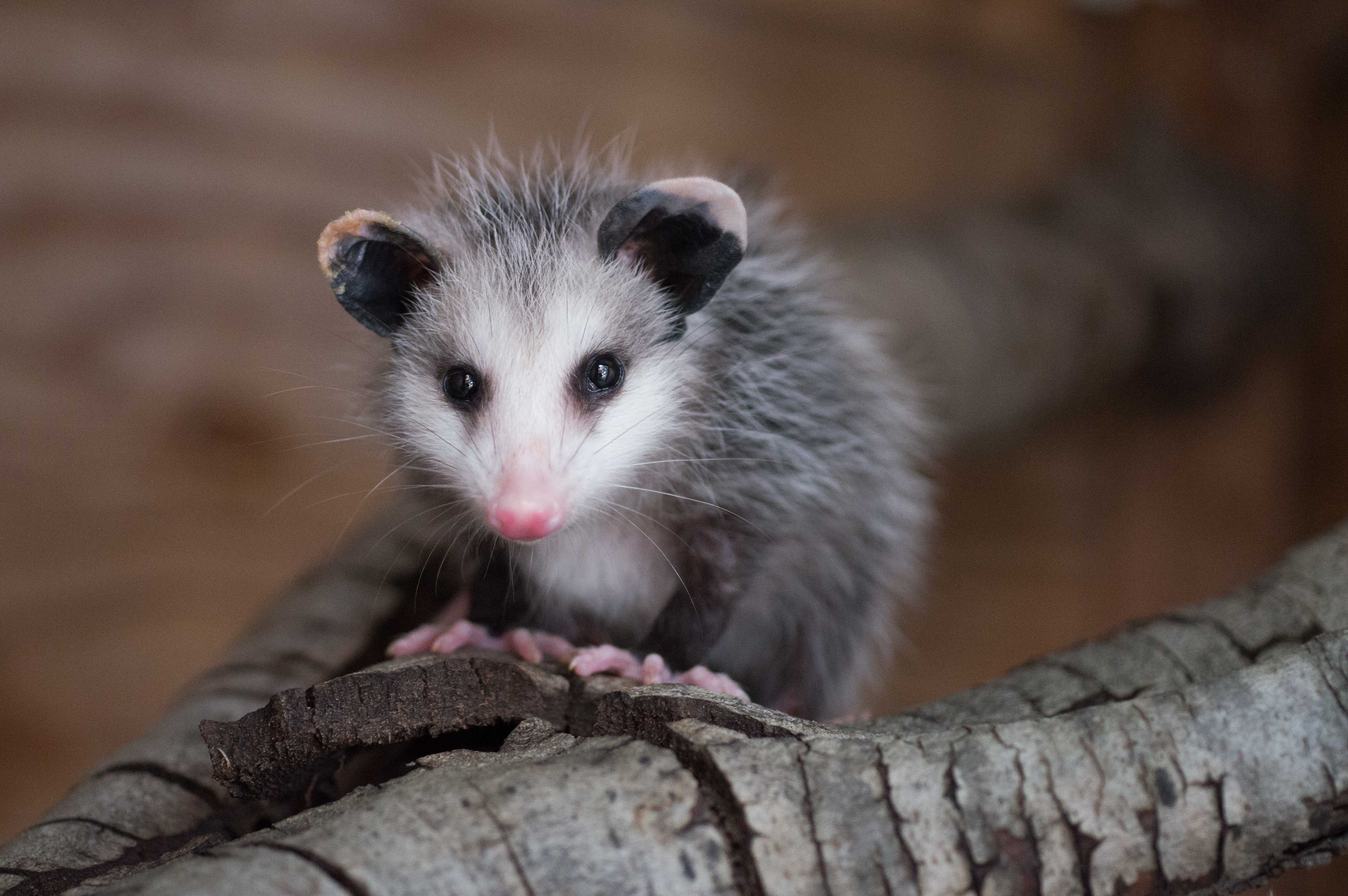 4660x3100 Wallpaper HD Of Opossums More Friend Than Foe California Wildlife, Desktop