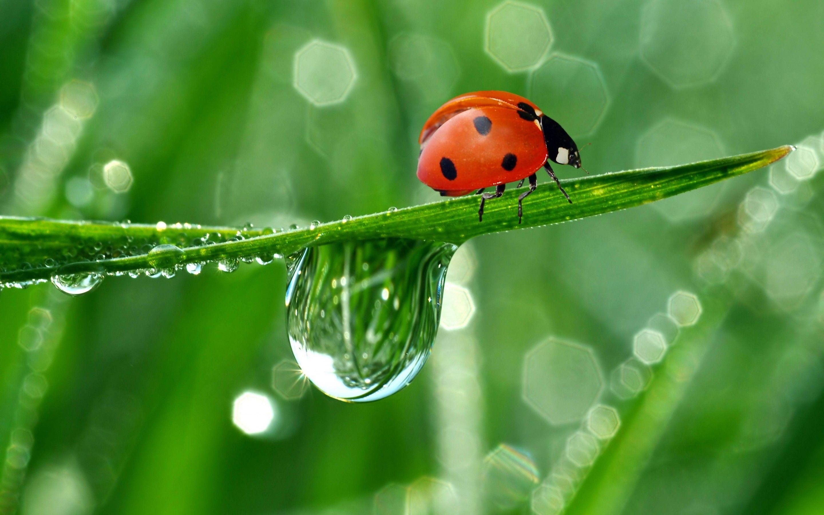 2880x1800 Cute Ladybug and Water Drops Wallpaper Full HD High Resolution, Desktop