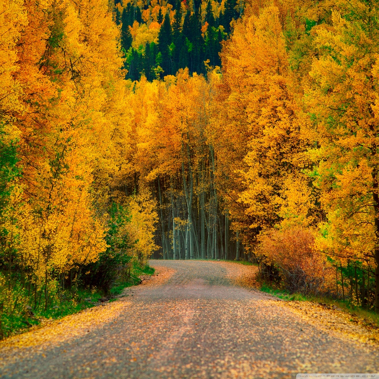 1280x1280 Aspen Trees in Fall ❤ 4K HD Desktop Wallpaper for 4K Ultra, Phone