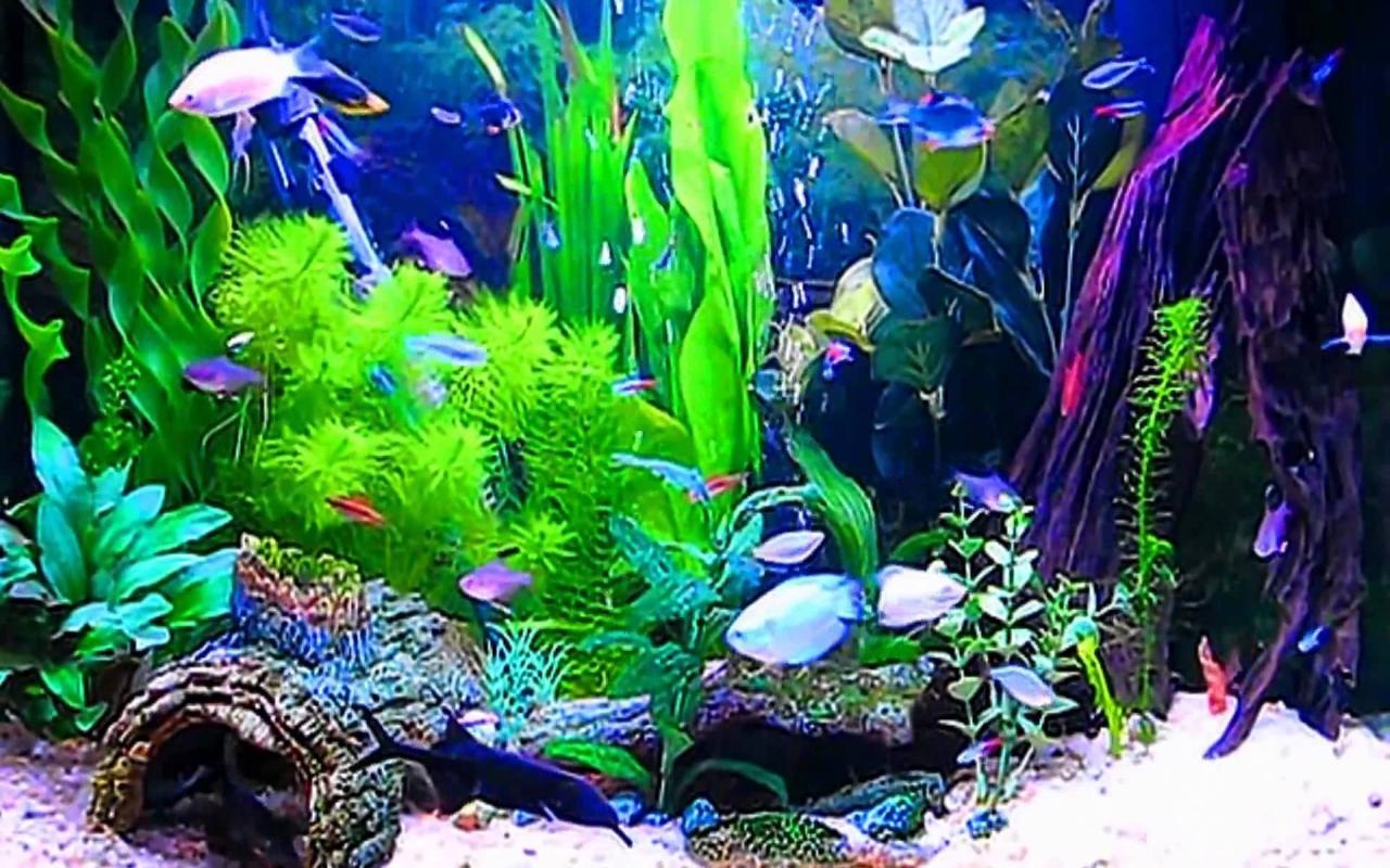 1280x800 Aquariums image Aquarium Wallpaper HD wallpaper and background, Desktop