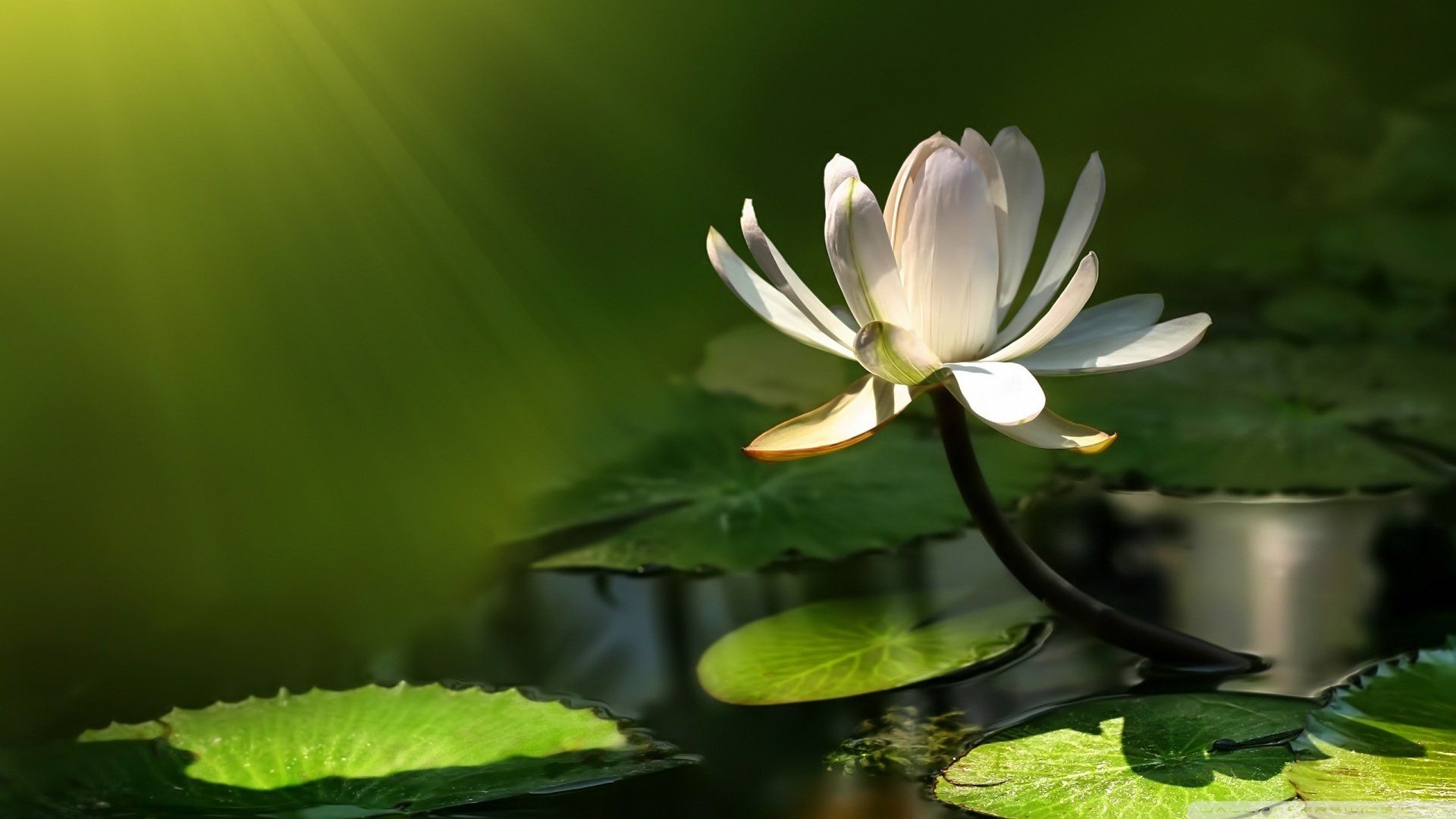 1920x1080 White lotus flower [Wallpaper], Desktop