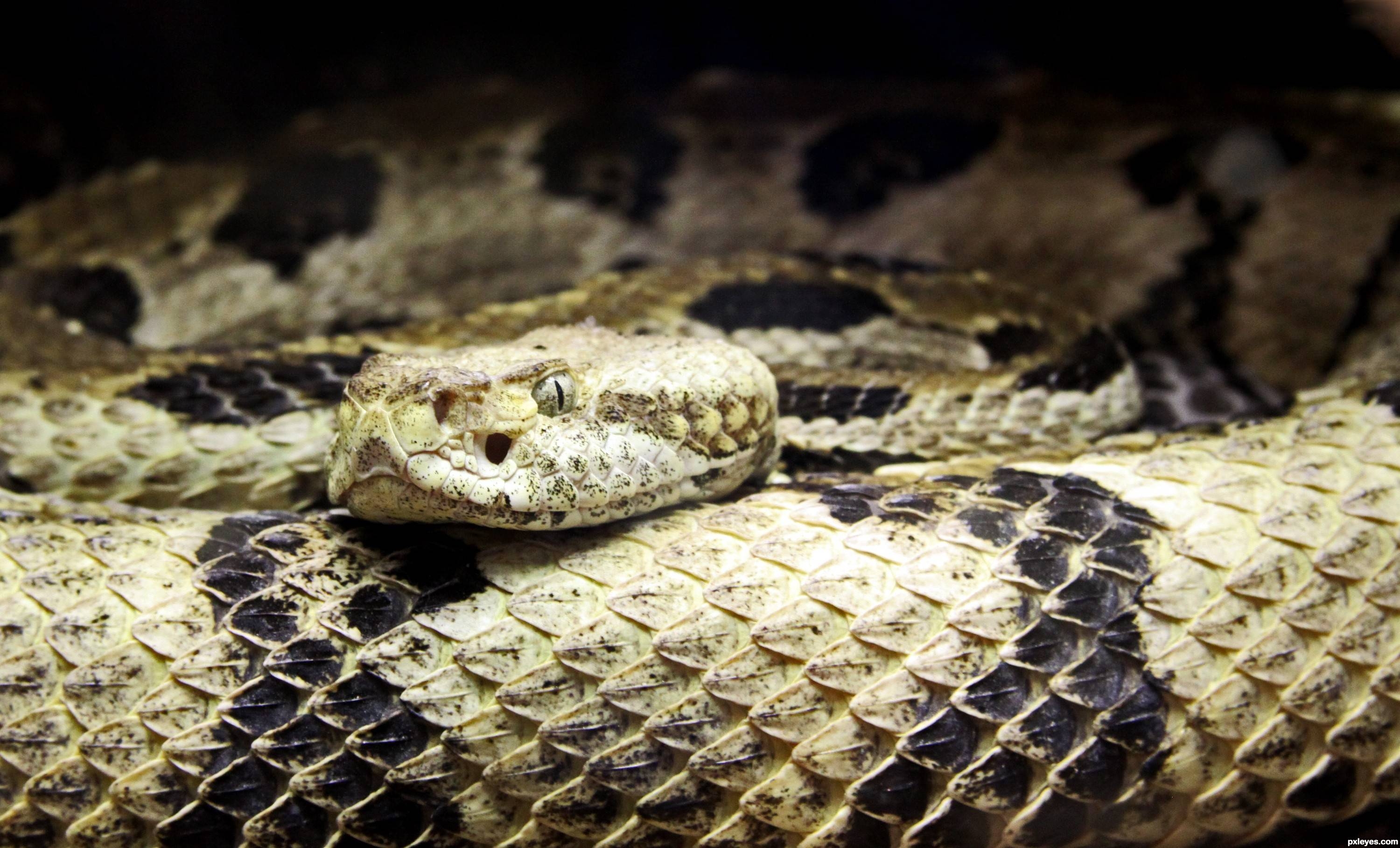 3000x1820 Snake reptile snakes predator rattlesnake tk wallpaperx1817, Desktop