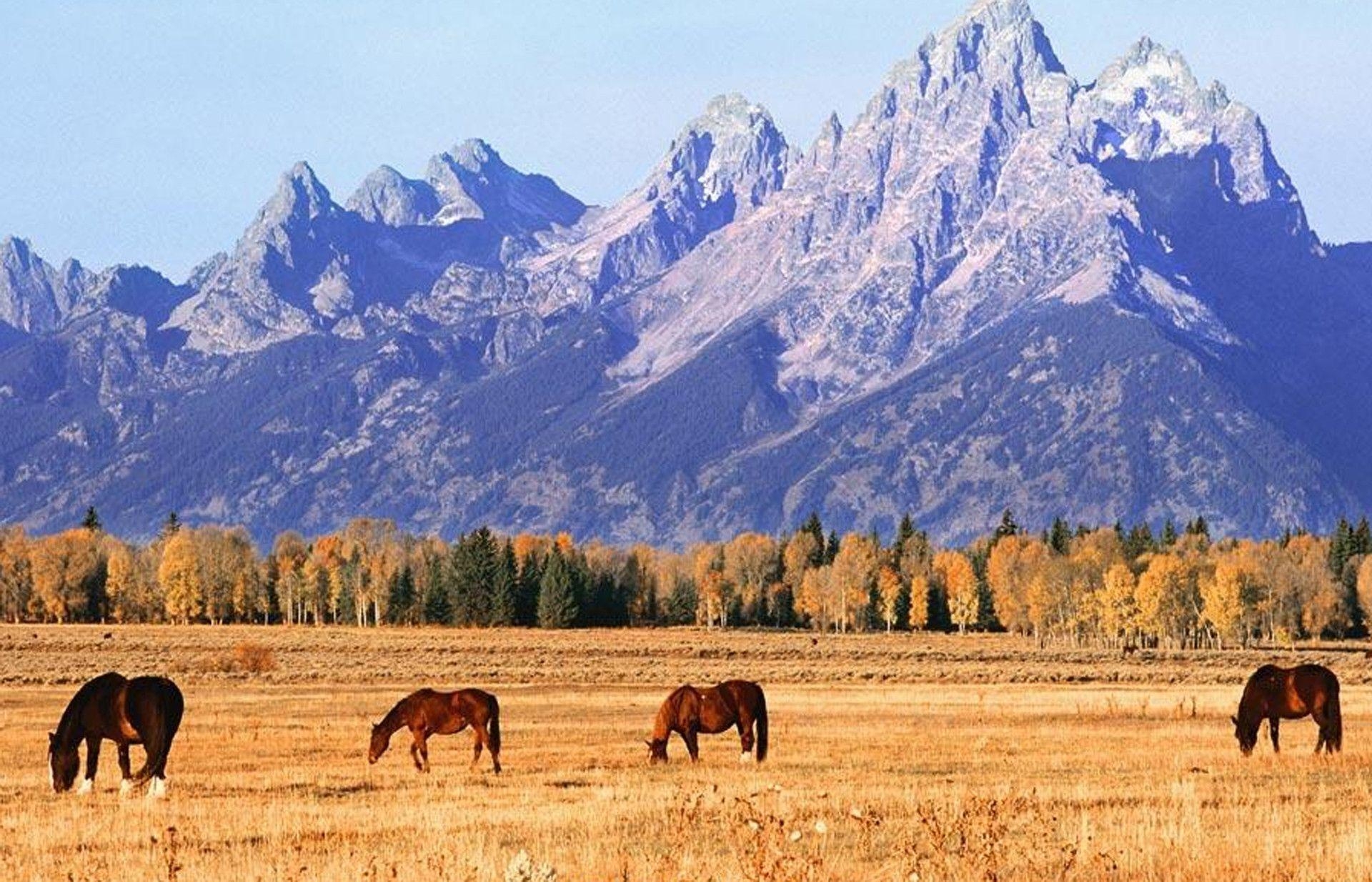 1920x1240 wild horse wallpaper, Desktop