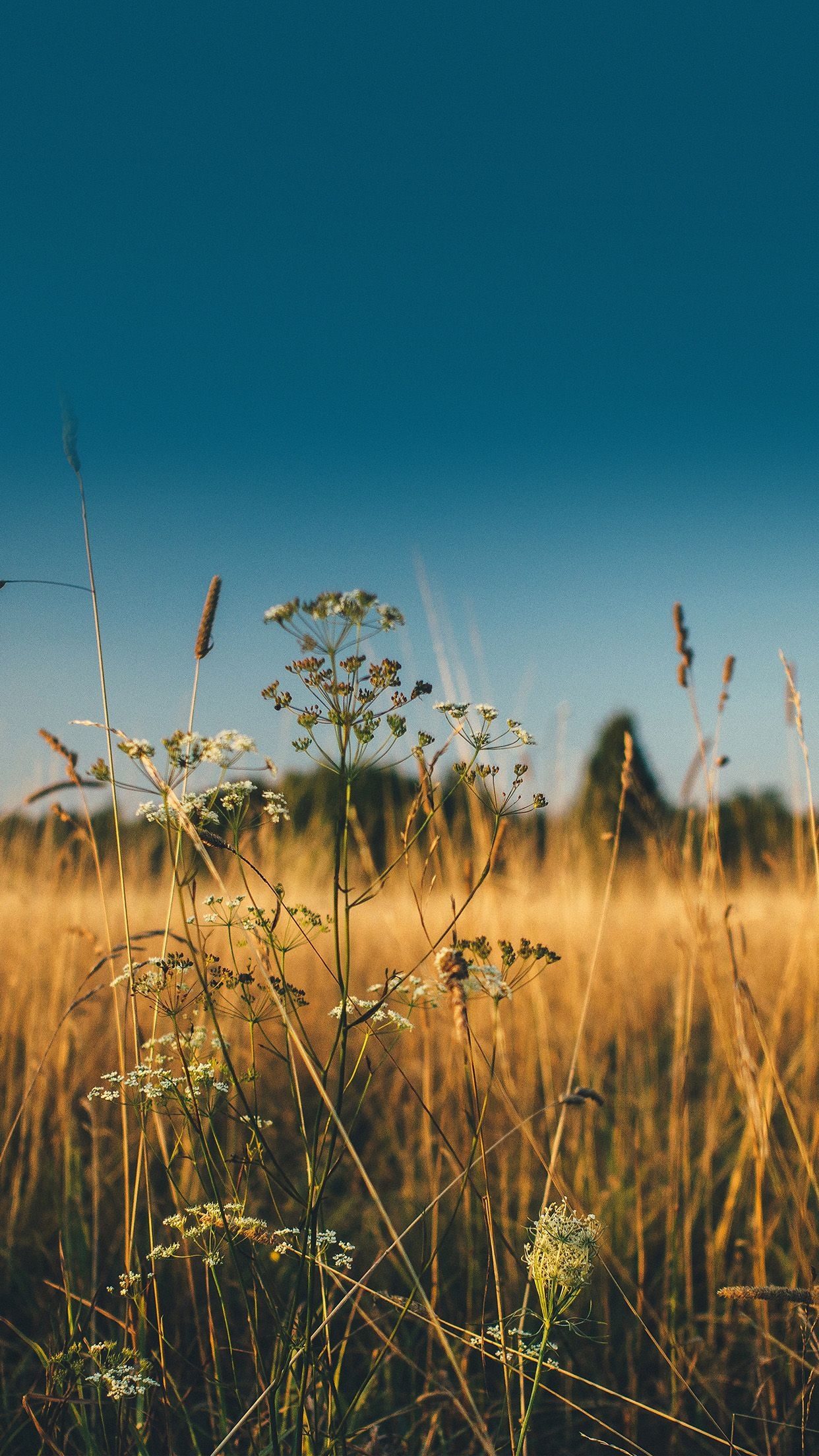 1250x2210 iPhone 6 Wallpaper field nature flower reed sunny, Phone