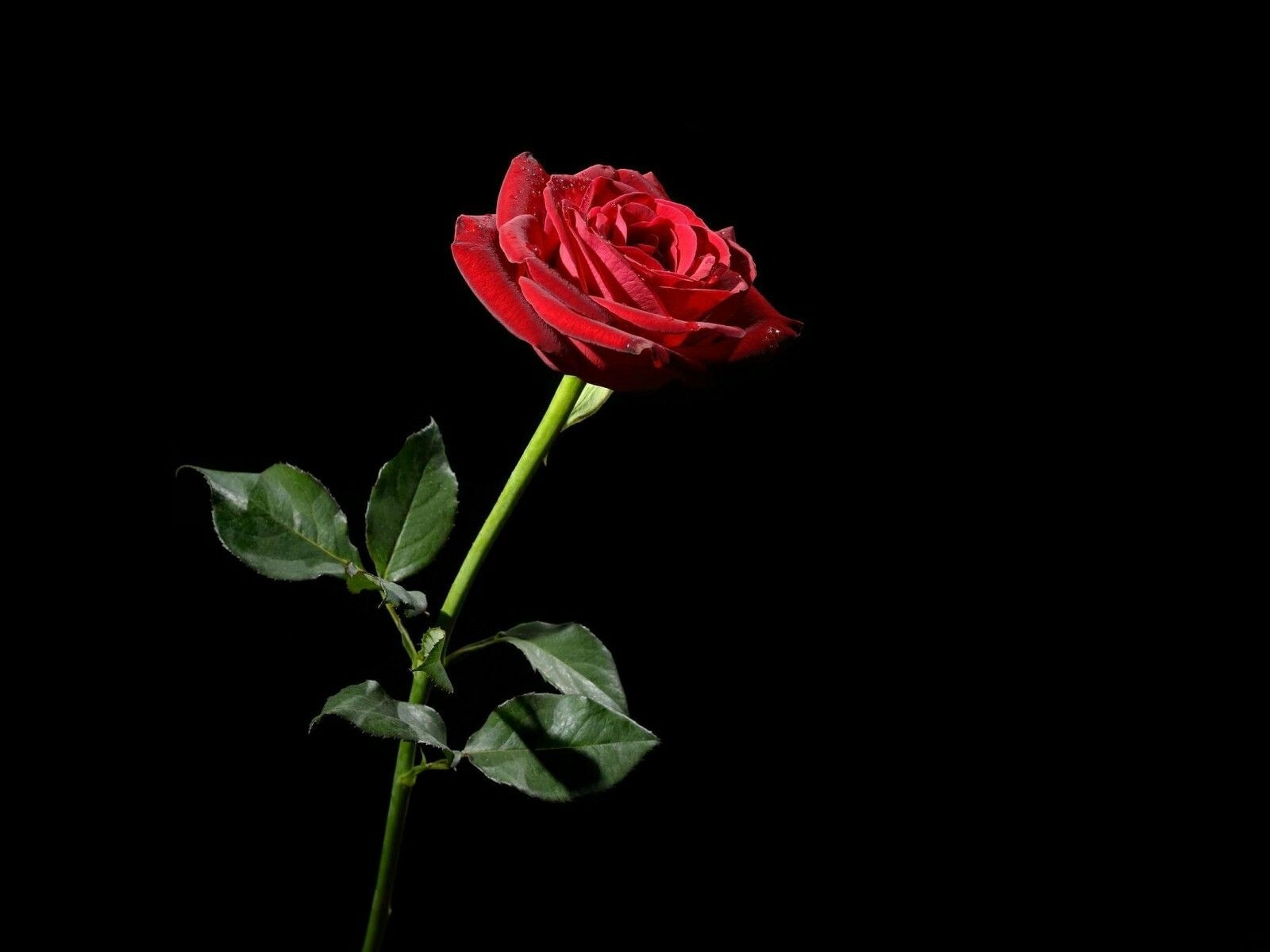 1600x1200 Red rose black background, Desktop