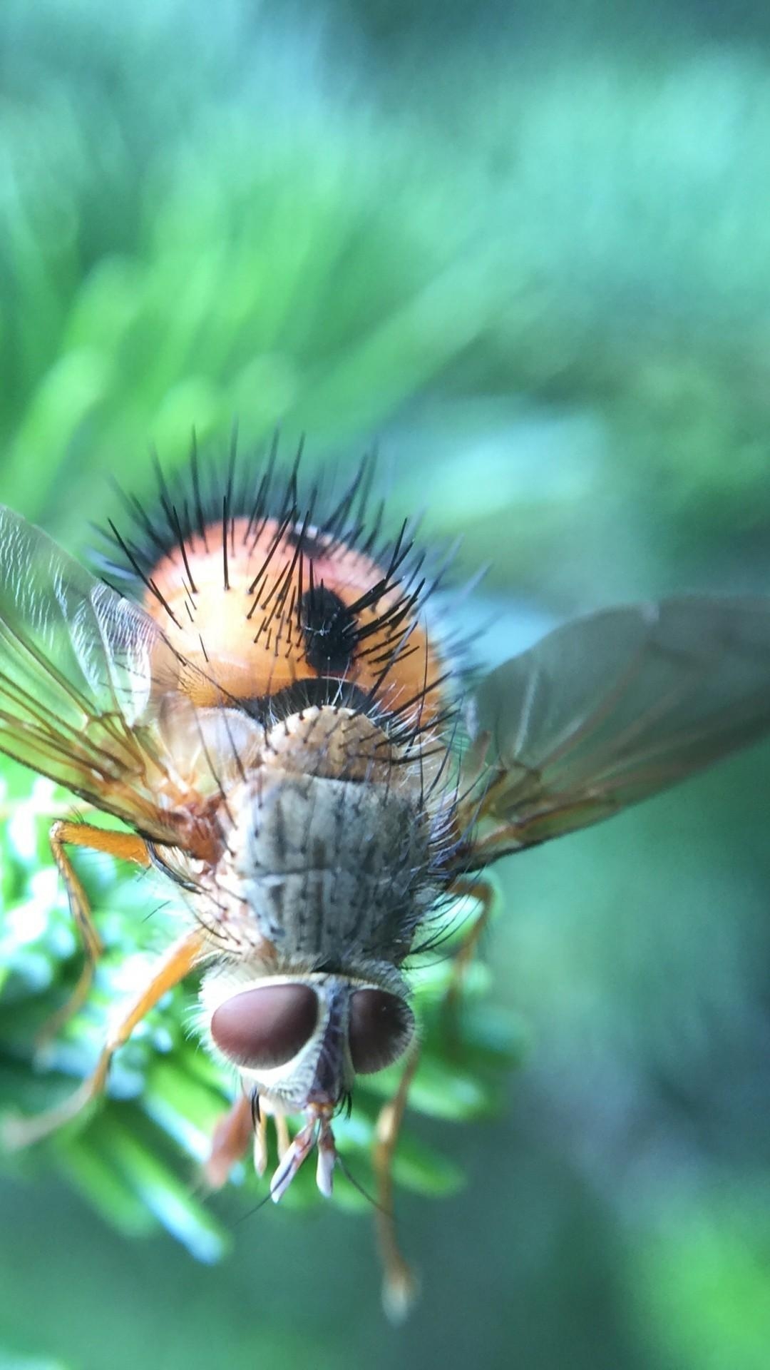 1080x1920 Download  Fly, Beetle, Close Up, Details, Insects, Phone